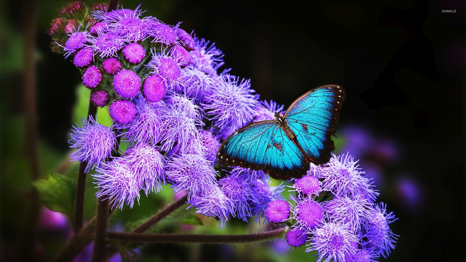 Blue Butterfly Wallpaper (75+ pictures)