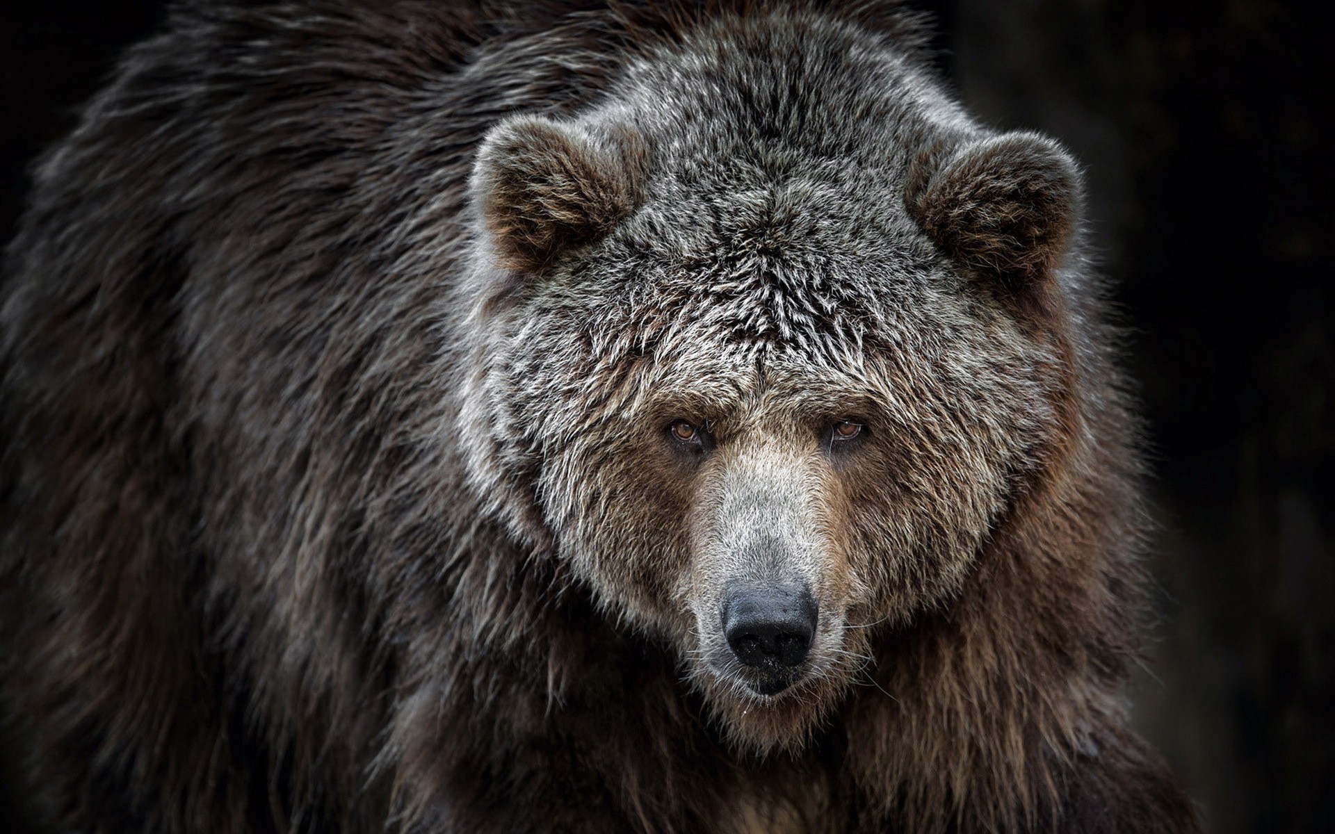 HD wallpaper Angry Grizzly Bear  Wallpaper Flare
