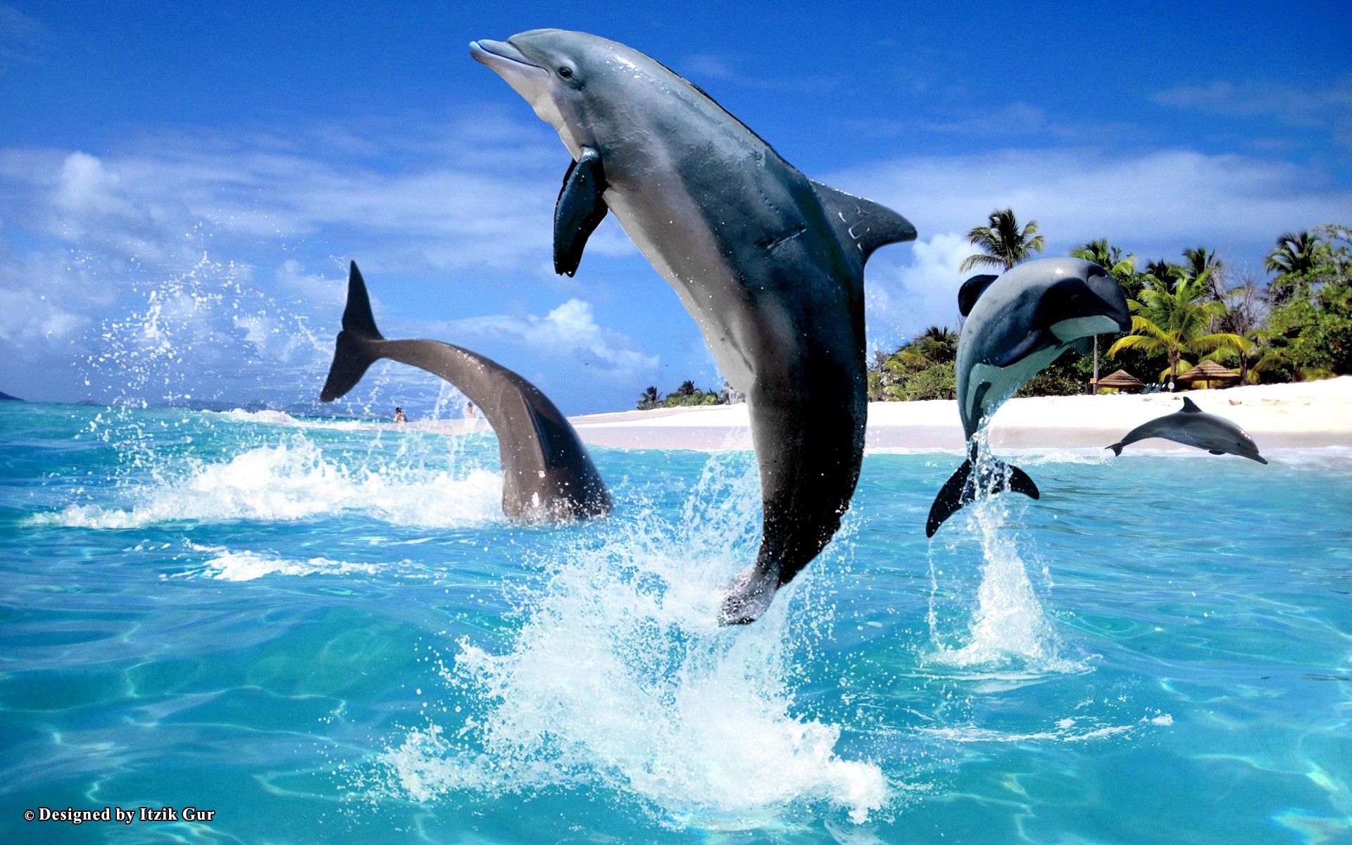 Dolphin Desktop Wallpaper Free Download