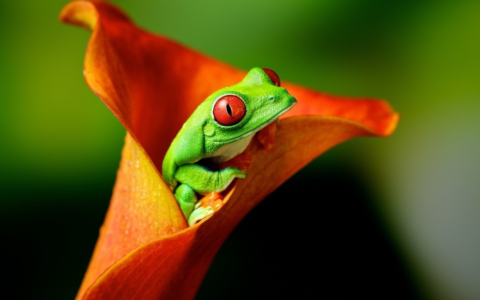 Frog Wallpaper APK for Android Download