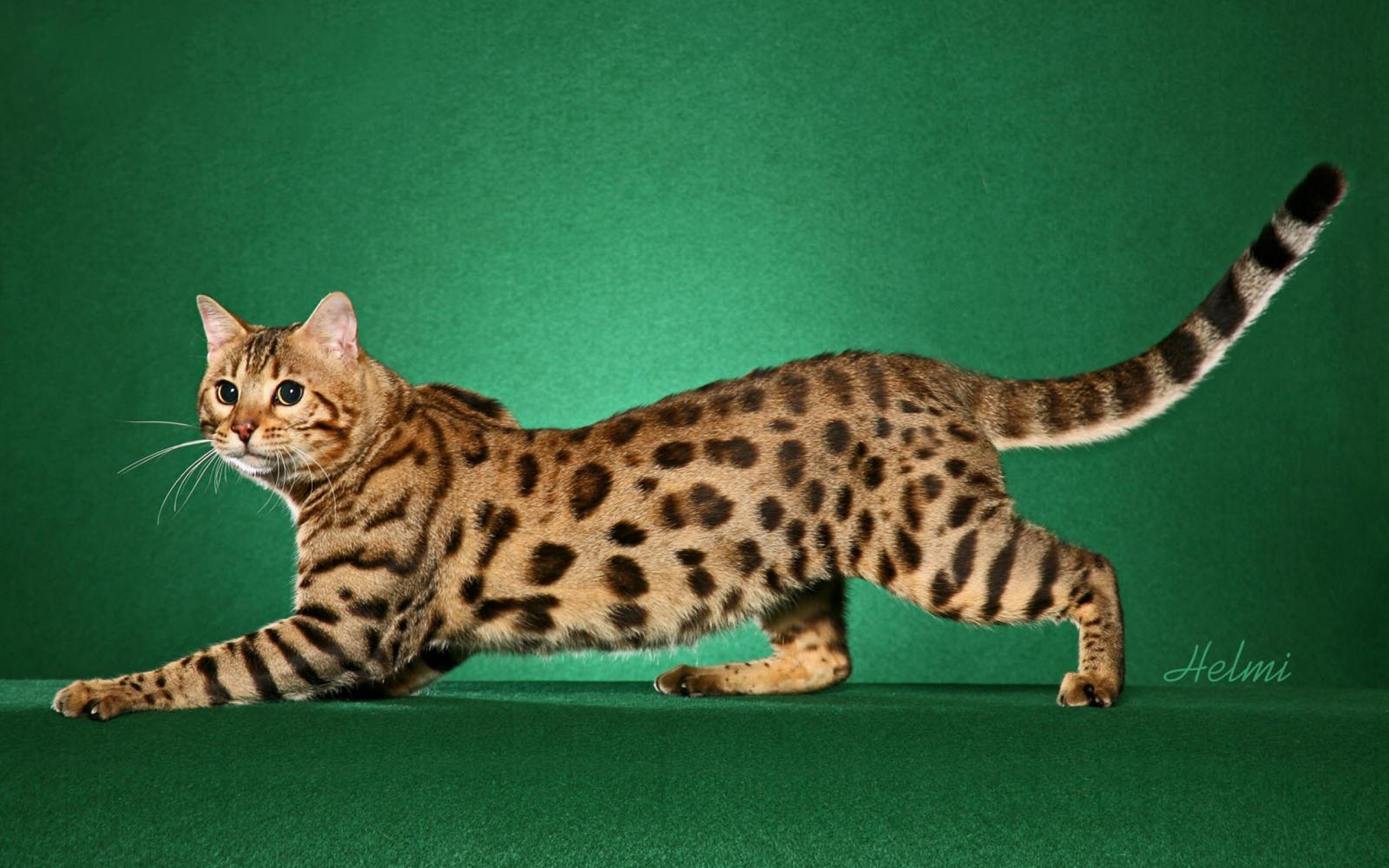 Рассмотрите фотографию пятнистой кошки породы бенгальская. Бенгальская кошка. Мейн кун Ашера. Кошки бенгальской породы. Саванна (порода кошек).