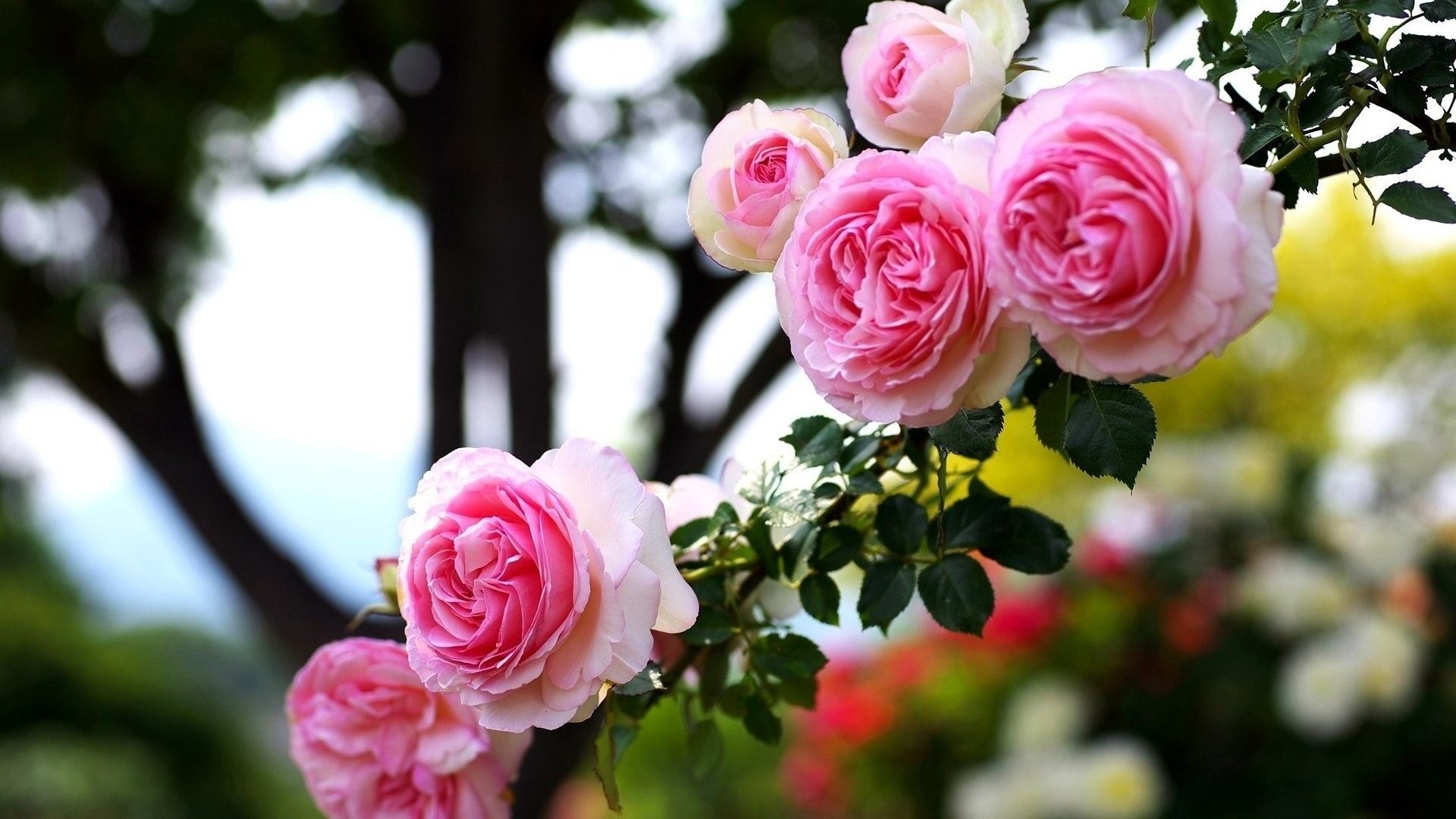 Wallpaper Flower Rose Love (42+ pictures)