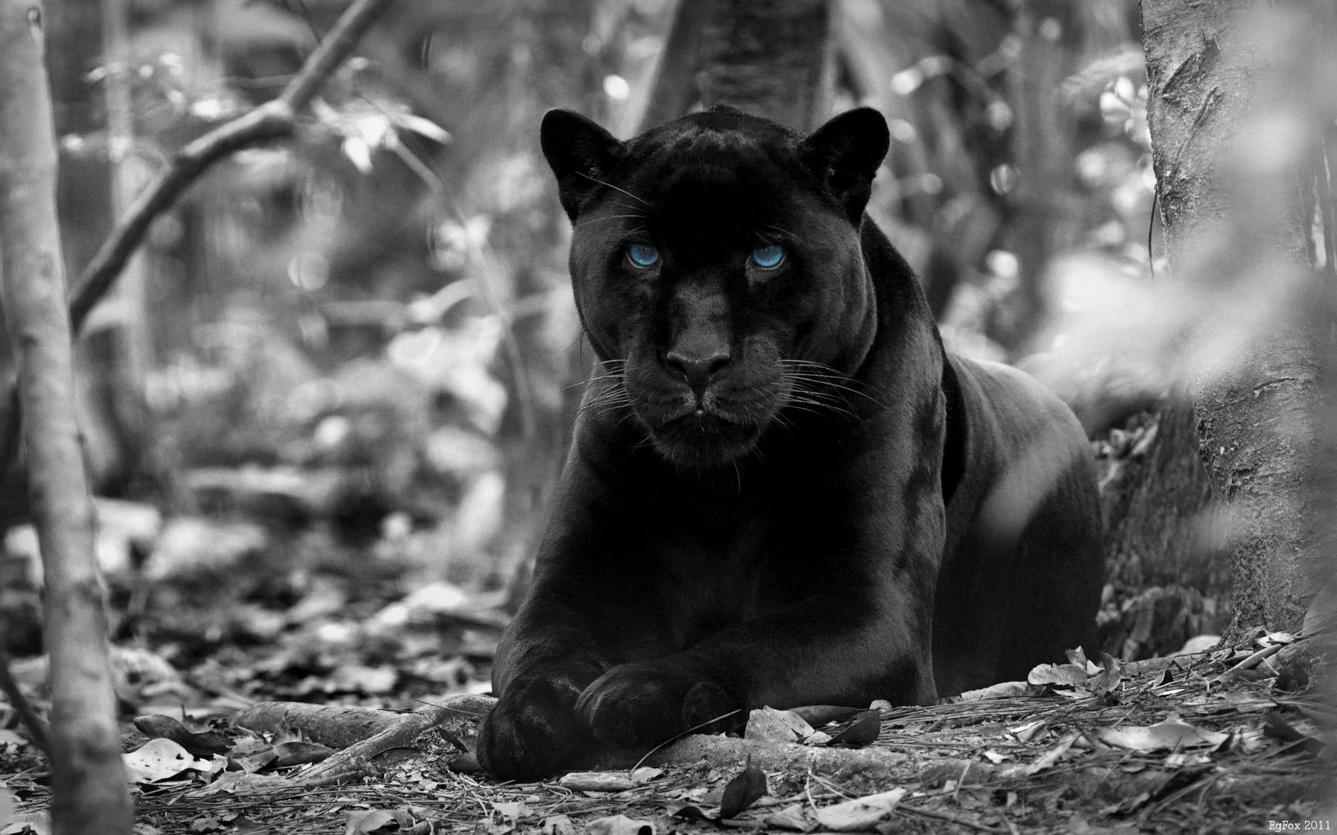 Jaguar Big Cute Wild Cat Desktop Hd Wallpaper For Mobile Pho -  Gnome-look.org