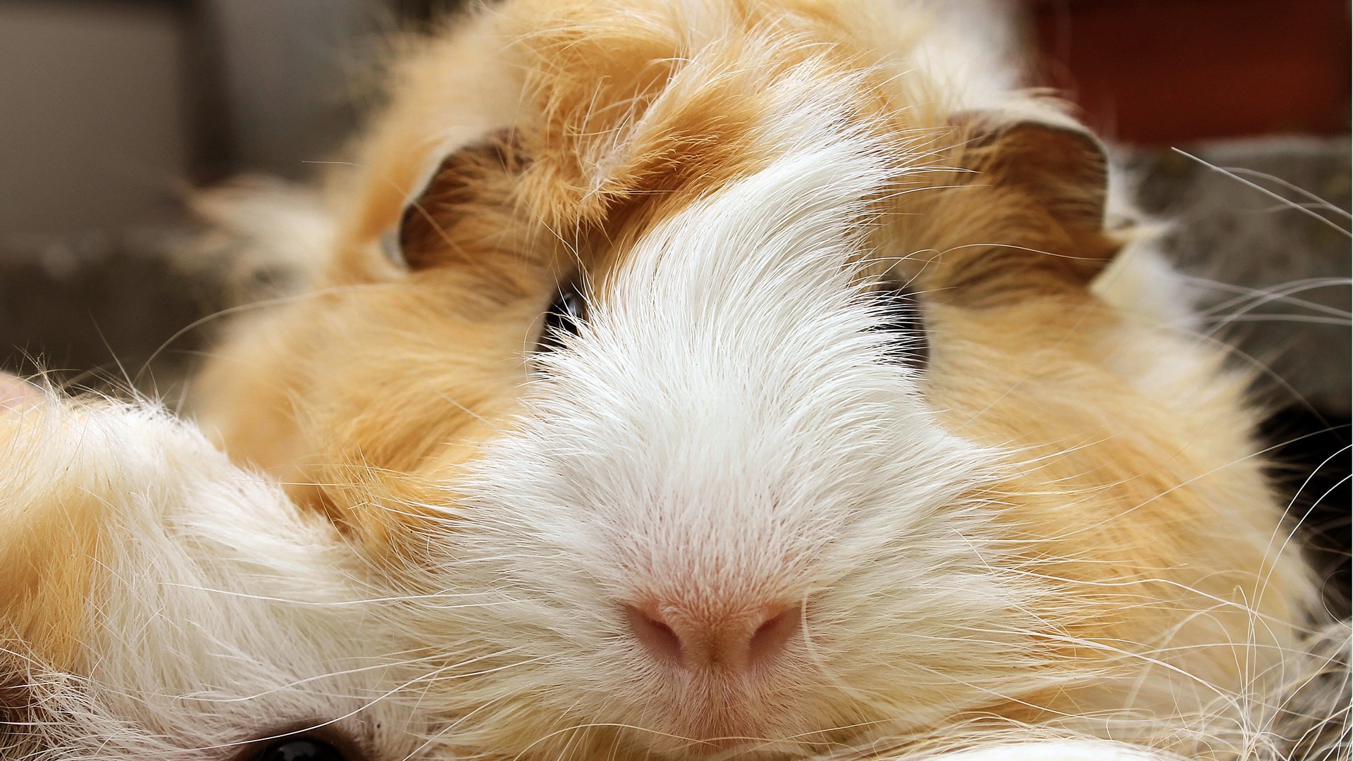 Guinea Pig Wallpaper (71+ pictures)