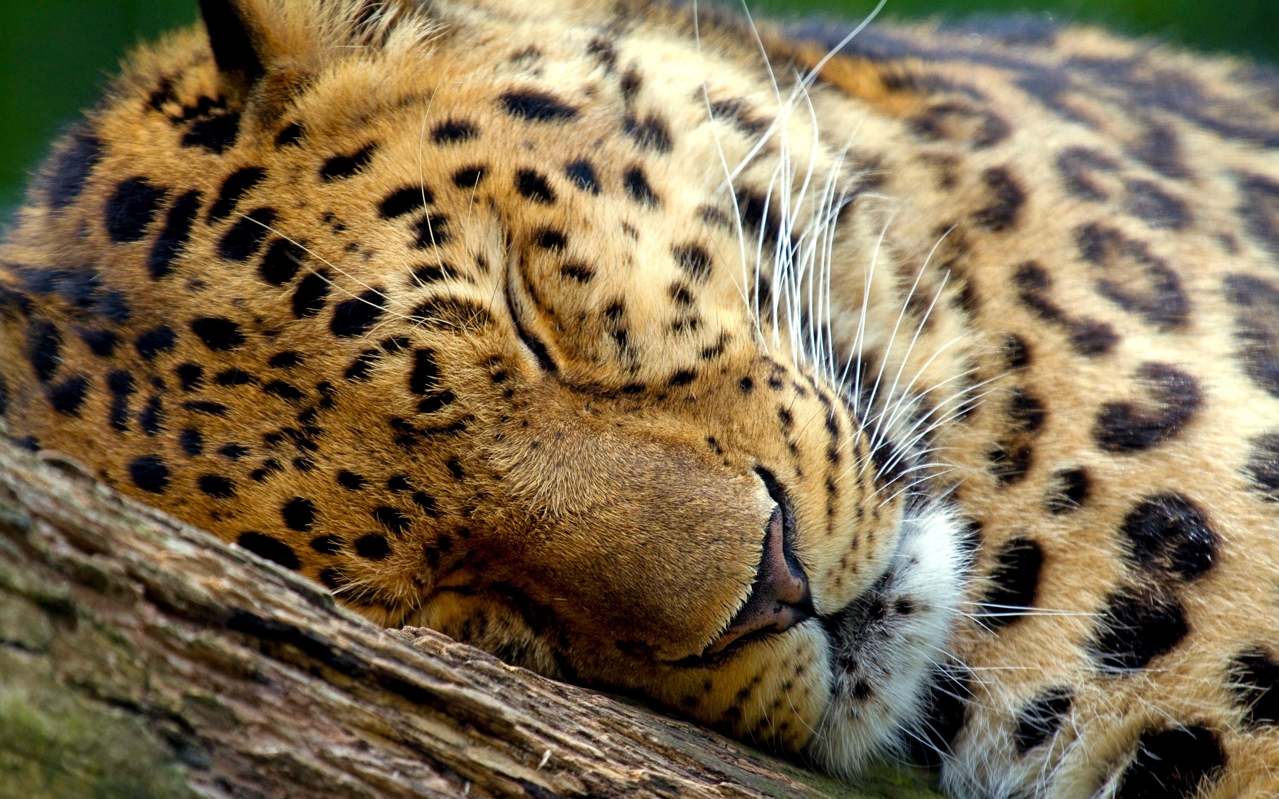 windows, sleeping abstract hd wallpaper,cute, leopard, wildlife, download,  4k 2560x1600