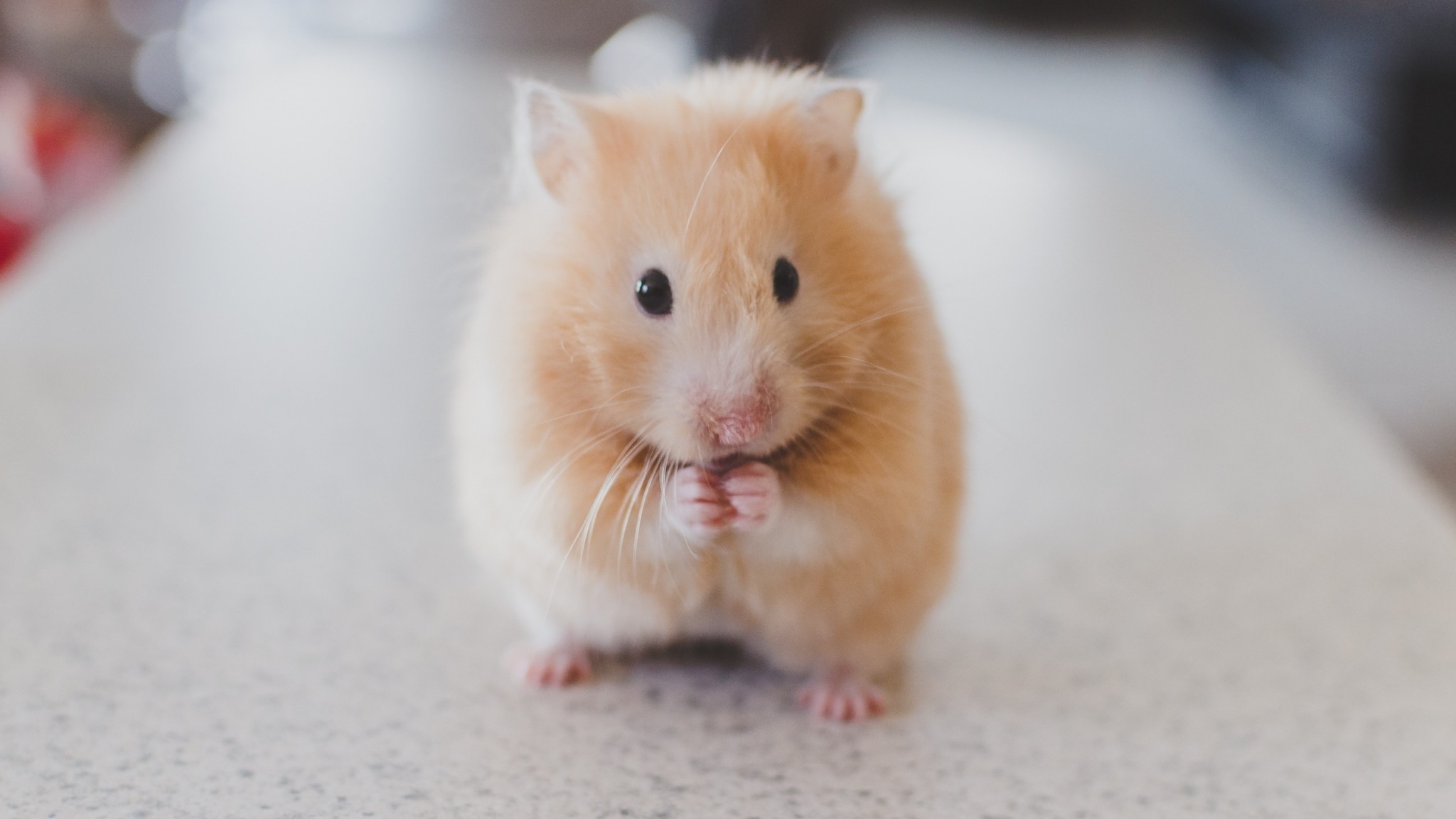 2048x1152 Wallpaper hamster, rodent, cute 2048x1152