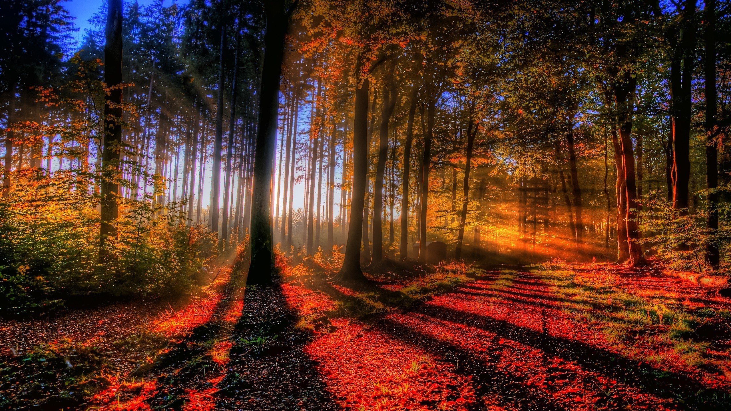 Premium Photo  Beautiful autumn trees in the evening forest autumn forest  at sunset