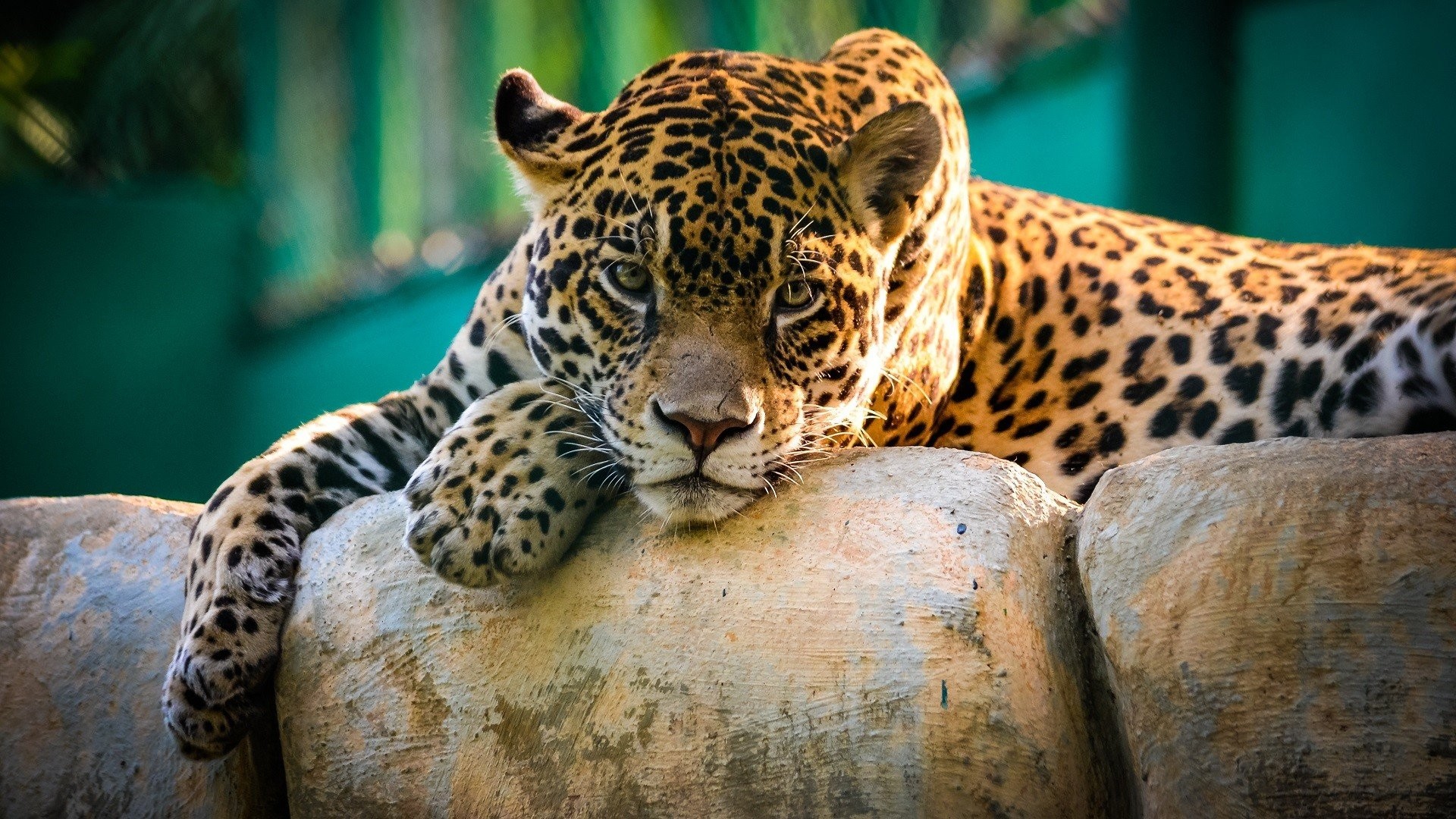 Big Cats Wallpaper 70 Pictures