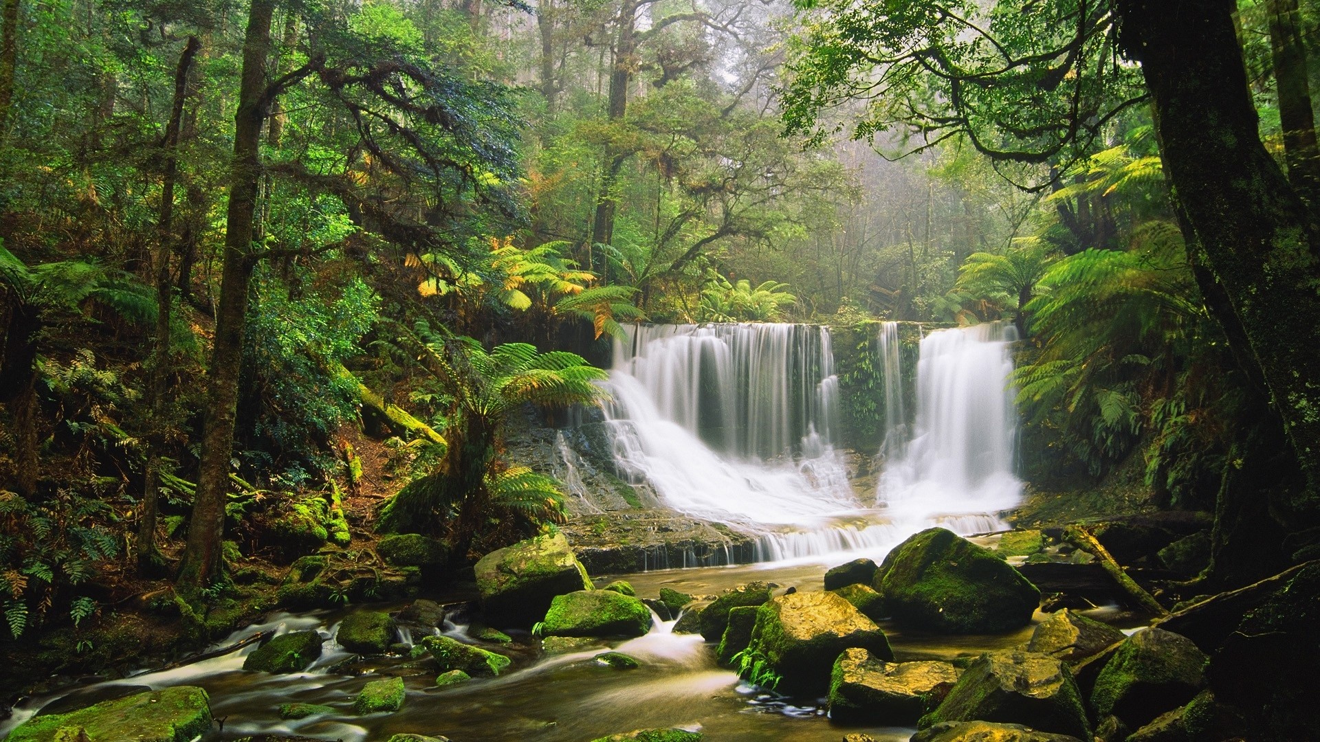 Rainforest Background 42 Pictures WallpaperSet