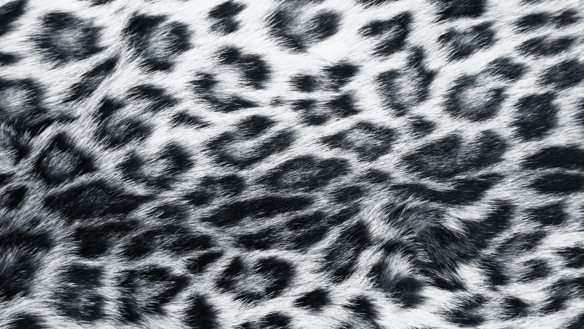 3521 Cheetah Print Background Stock Photos  Free  RoyaltyFree Stock  Photos from Dreamstime