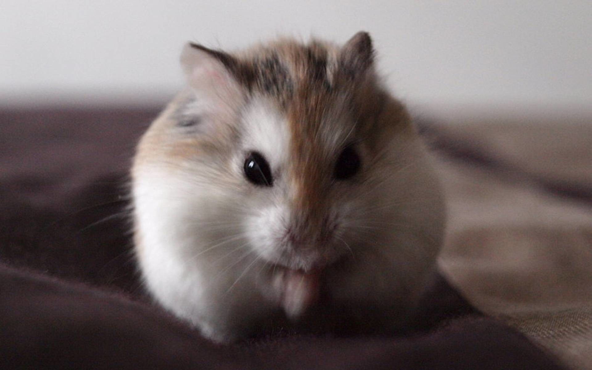 Wallpaper Â· Information About Winter White Dwarf Hamster 1920x1200