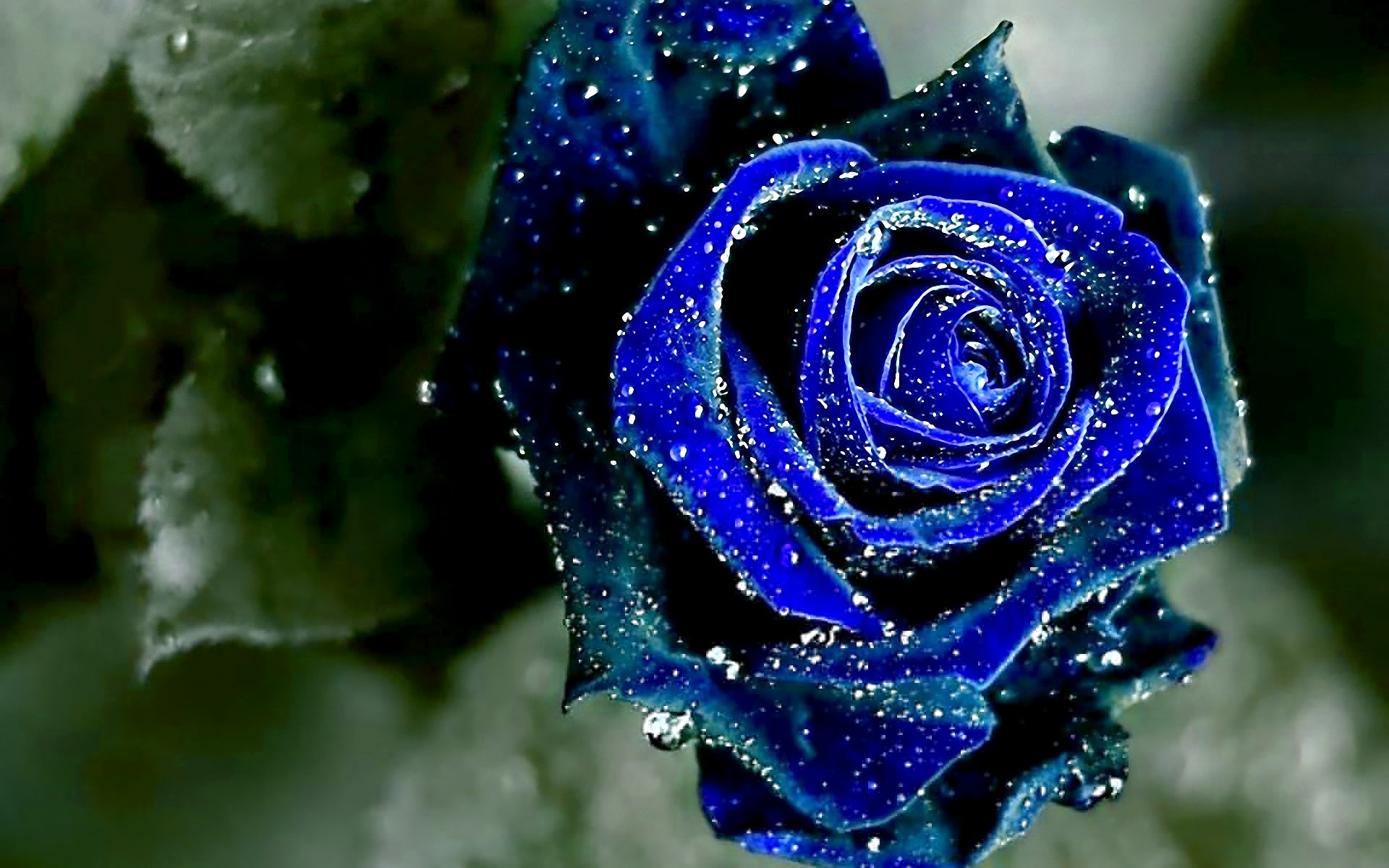 Blue Rose Wallpaper (60+ pictures)