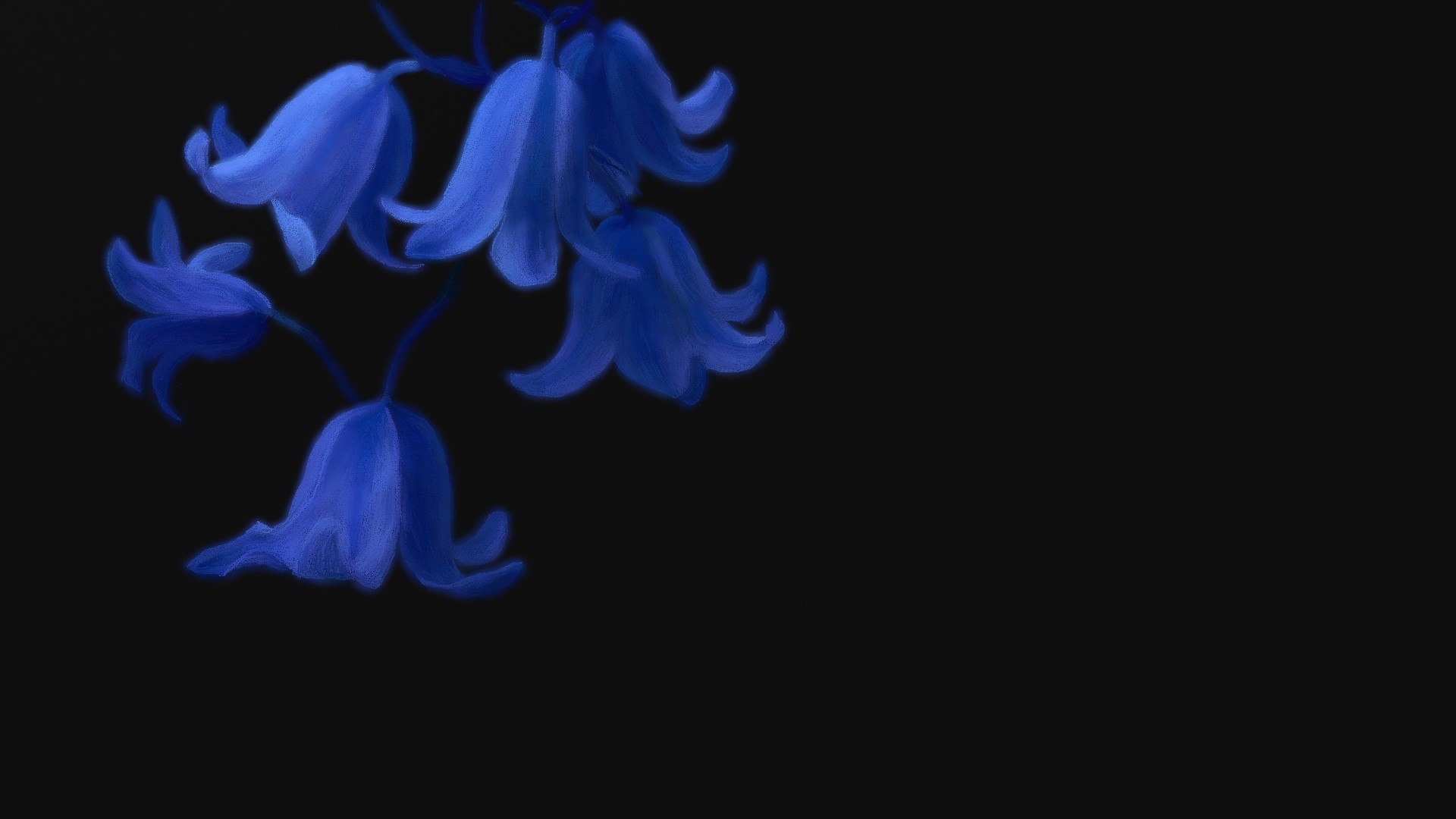 Blue Flower Black Background Wallpaper - Images Gallery