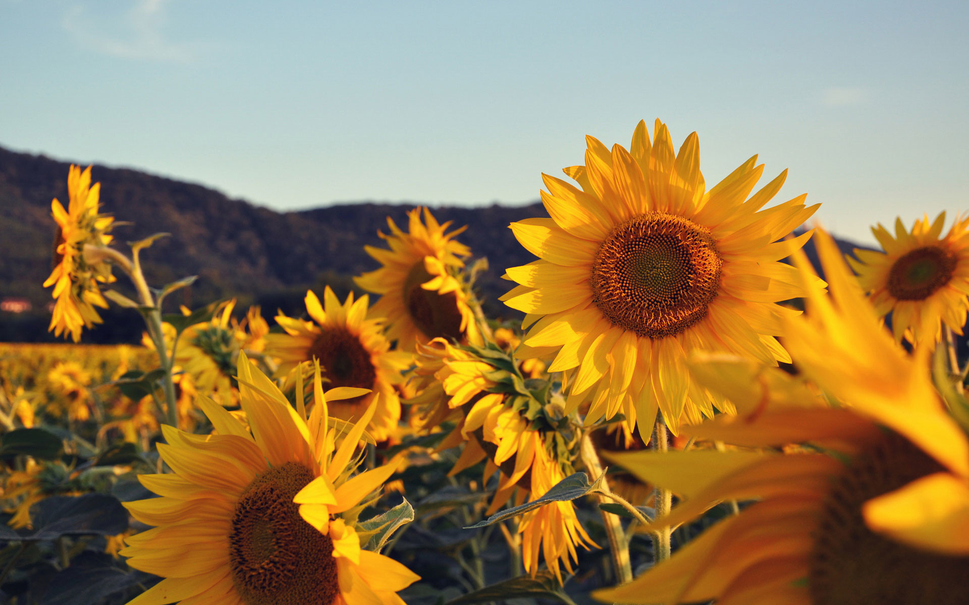 Aesthetic Sunflower Backgrounds HD  PixelsTalkNet