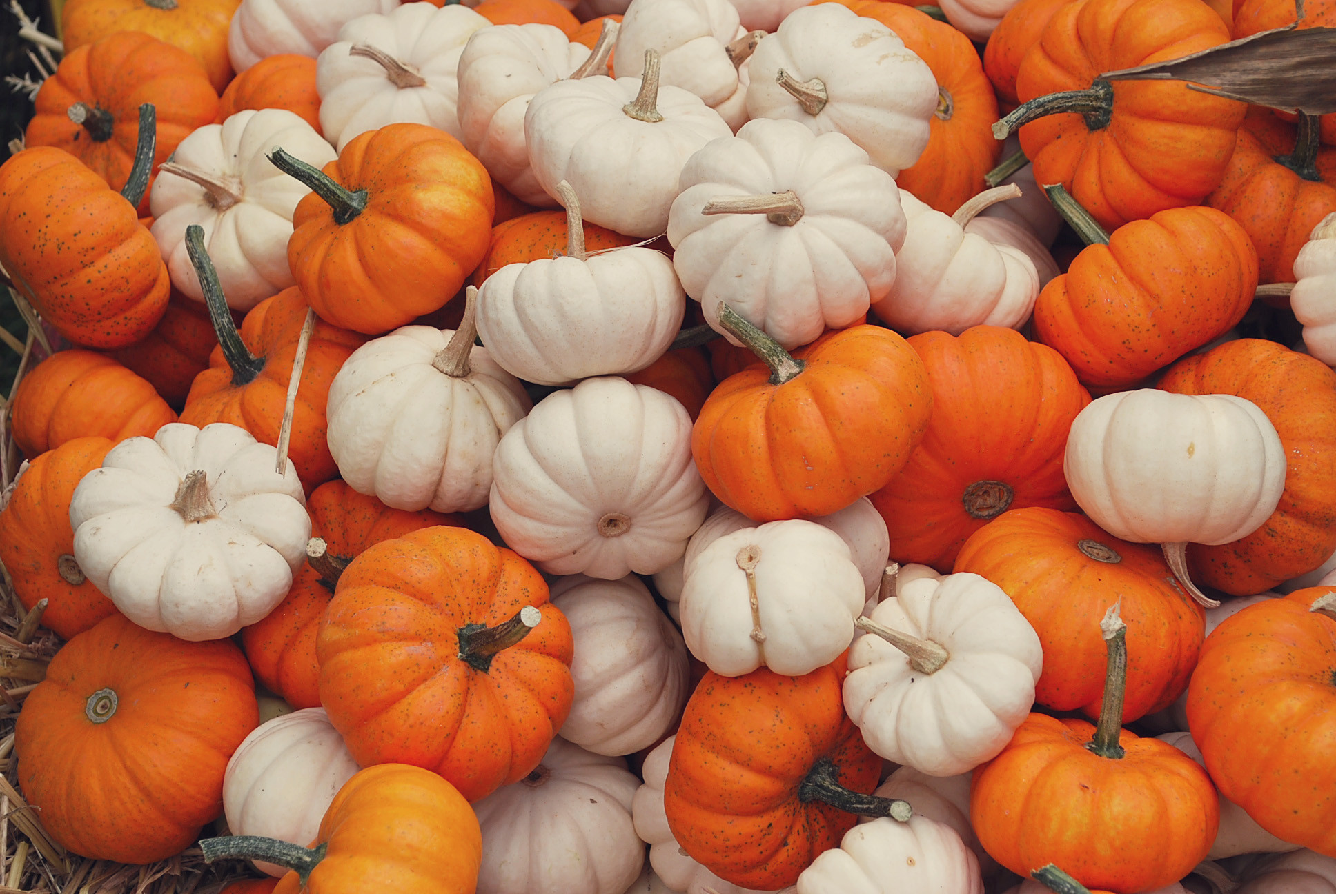 autumn fall pumpkins