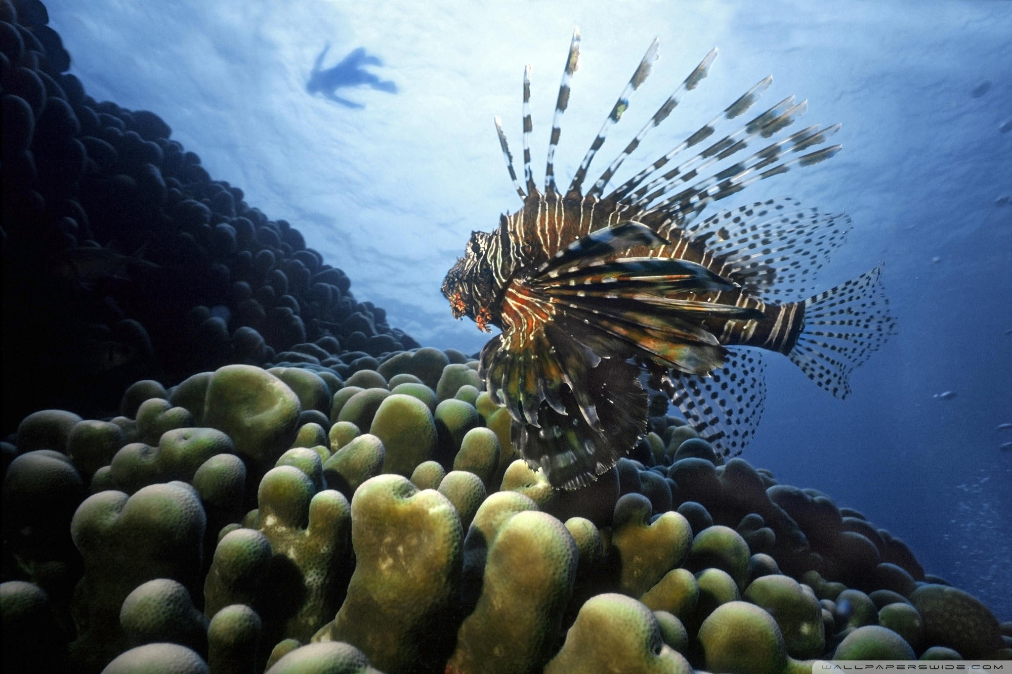 Обитатели океана рыбы. Морские обитатели. Рыбы в океане. Подводные обитатели. Обитатели Тихого океана.