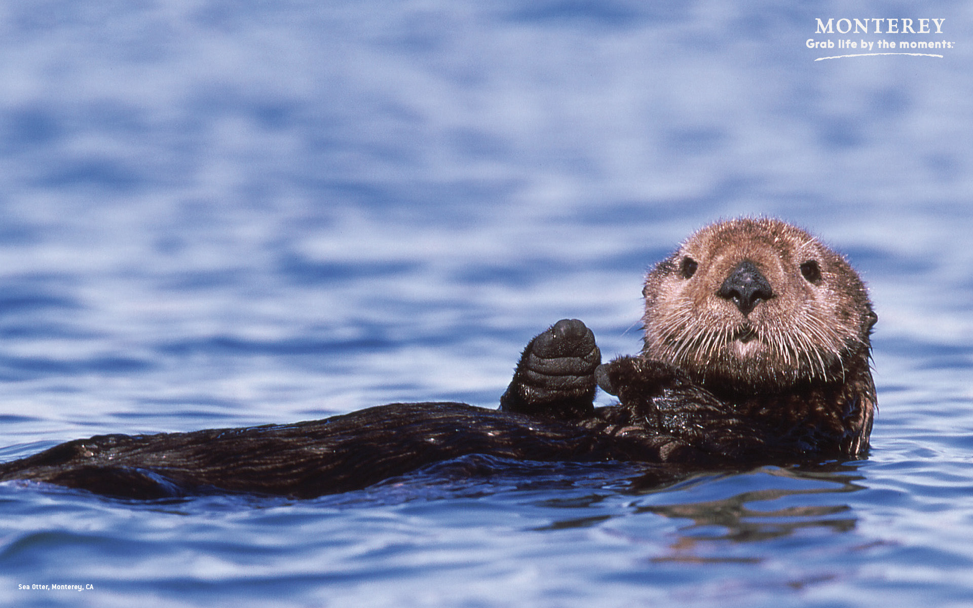 Sea Otters Wallpaper