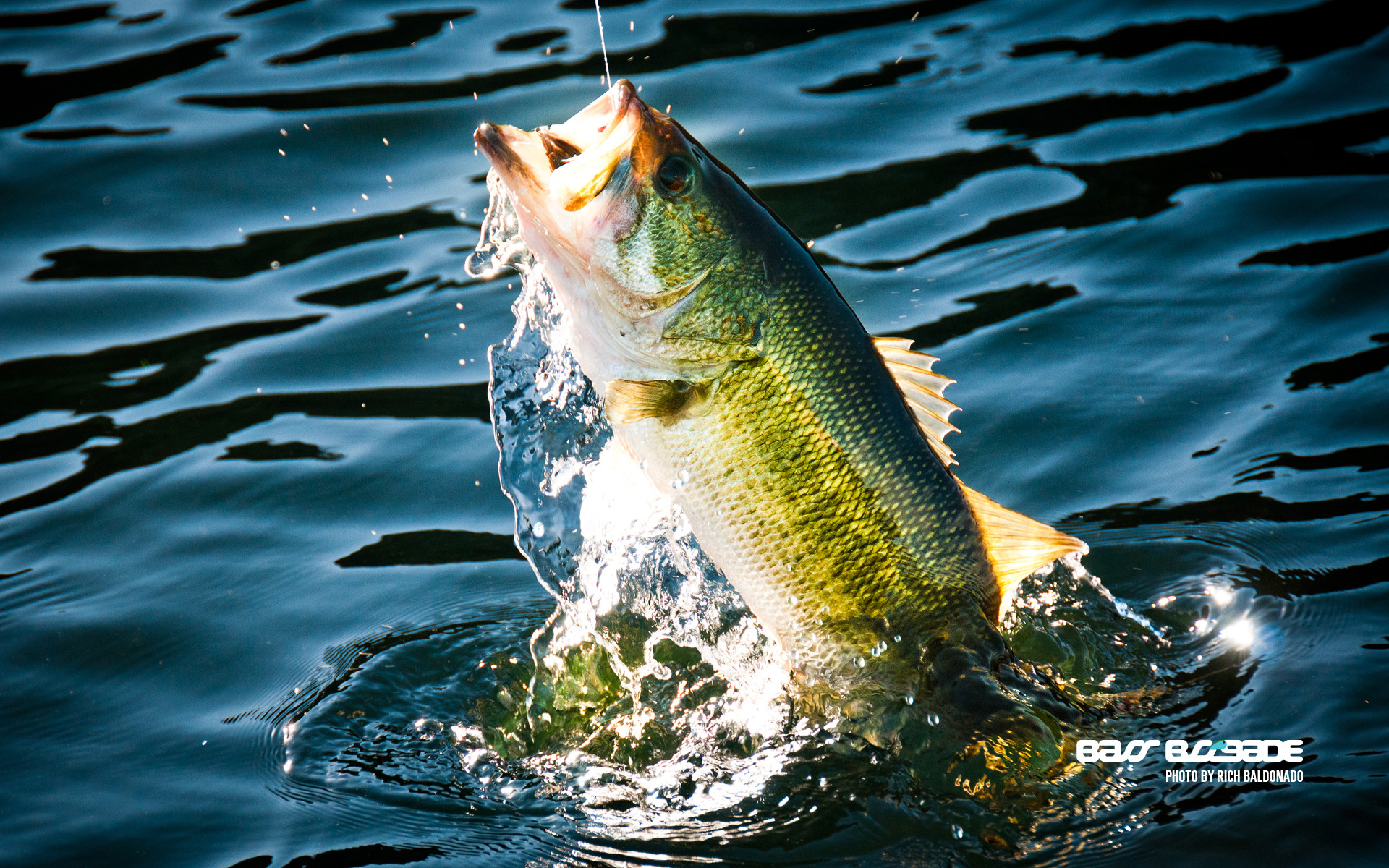 Free Bass Fishing Wallpapers  Wallpaper Cave