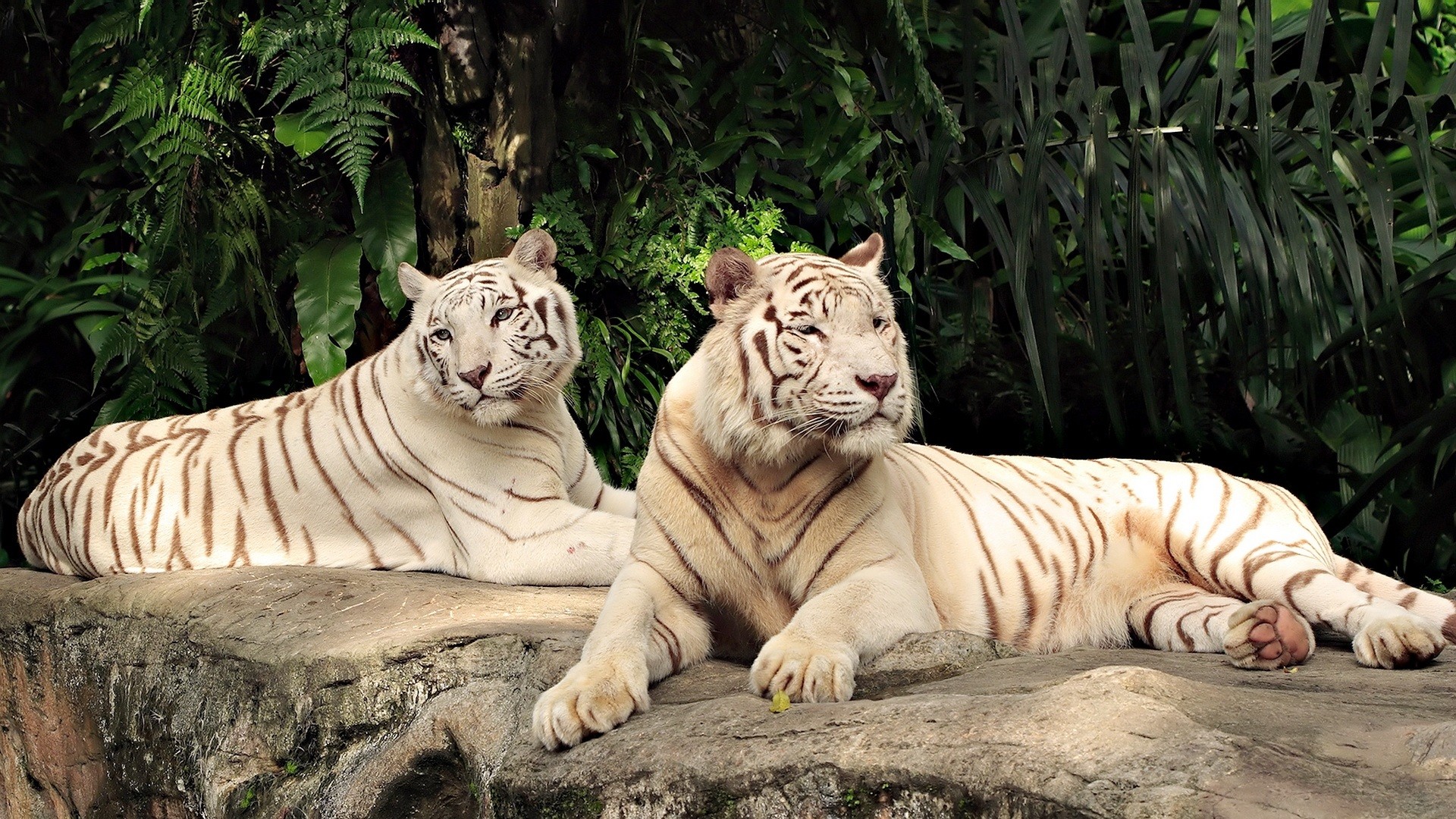 Amazing White Tiger Wallpapers Collection SH White Tiger Desktop Backgrounds  Page deskbg White Tiger Background Wallpapers ... 1920x1080
