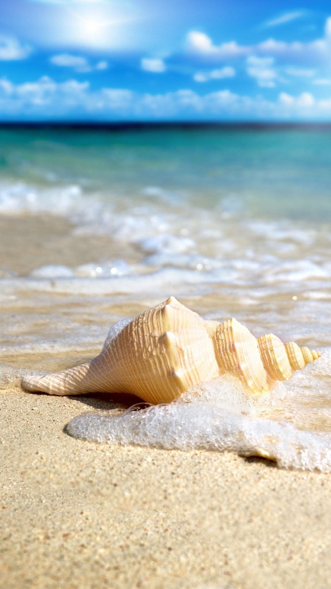 Seashell Wallpaper (53+ pictures)