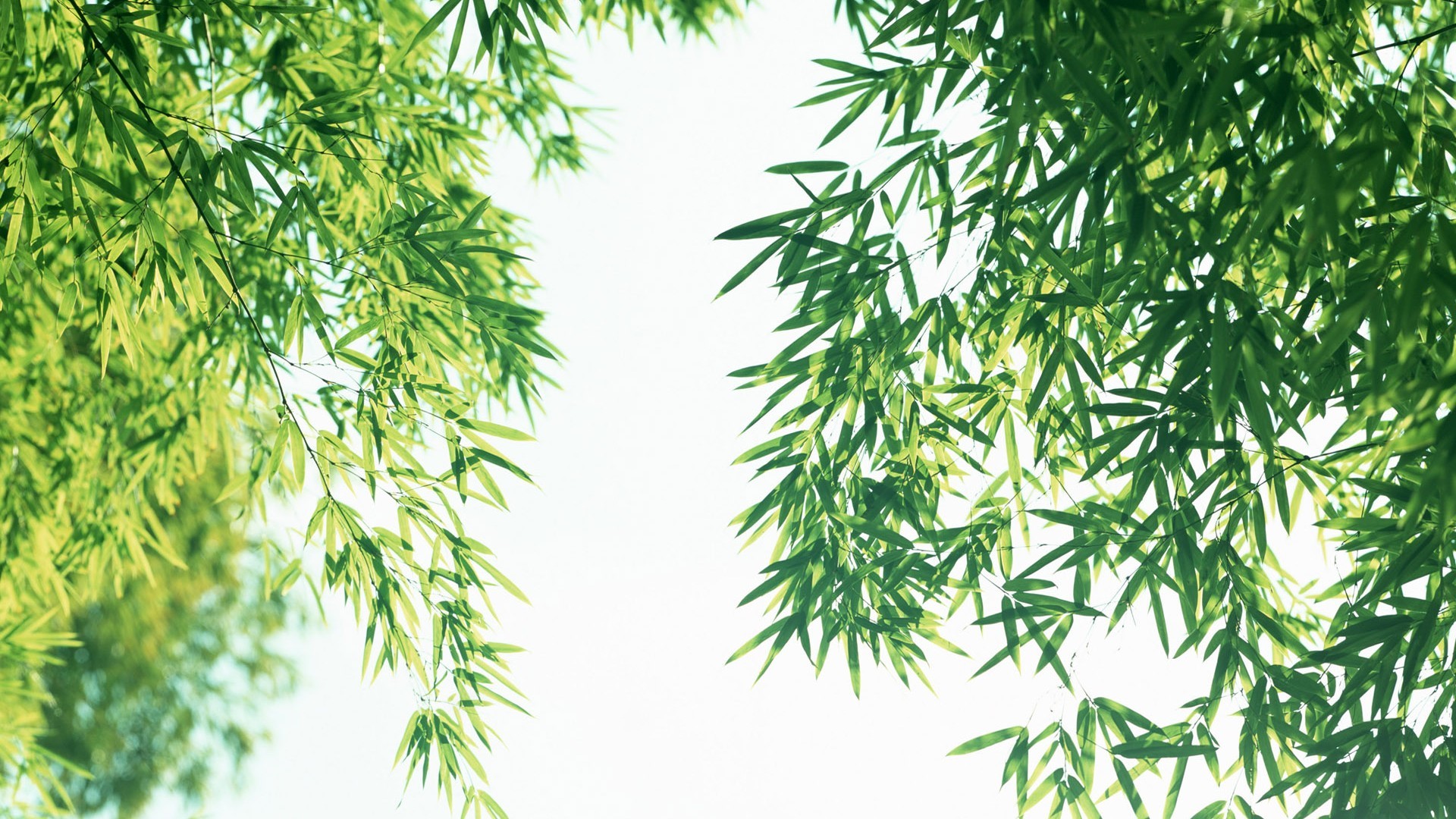 Green bamboo wallpaper #5 - 1920x1080. 1920x1080