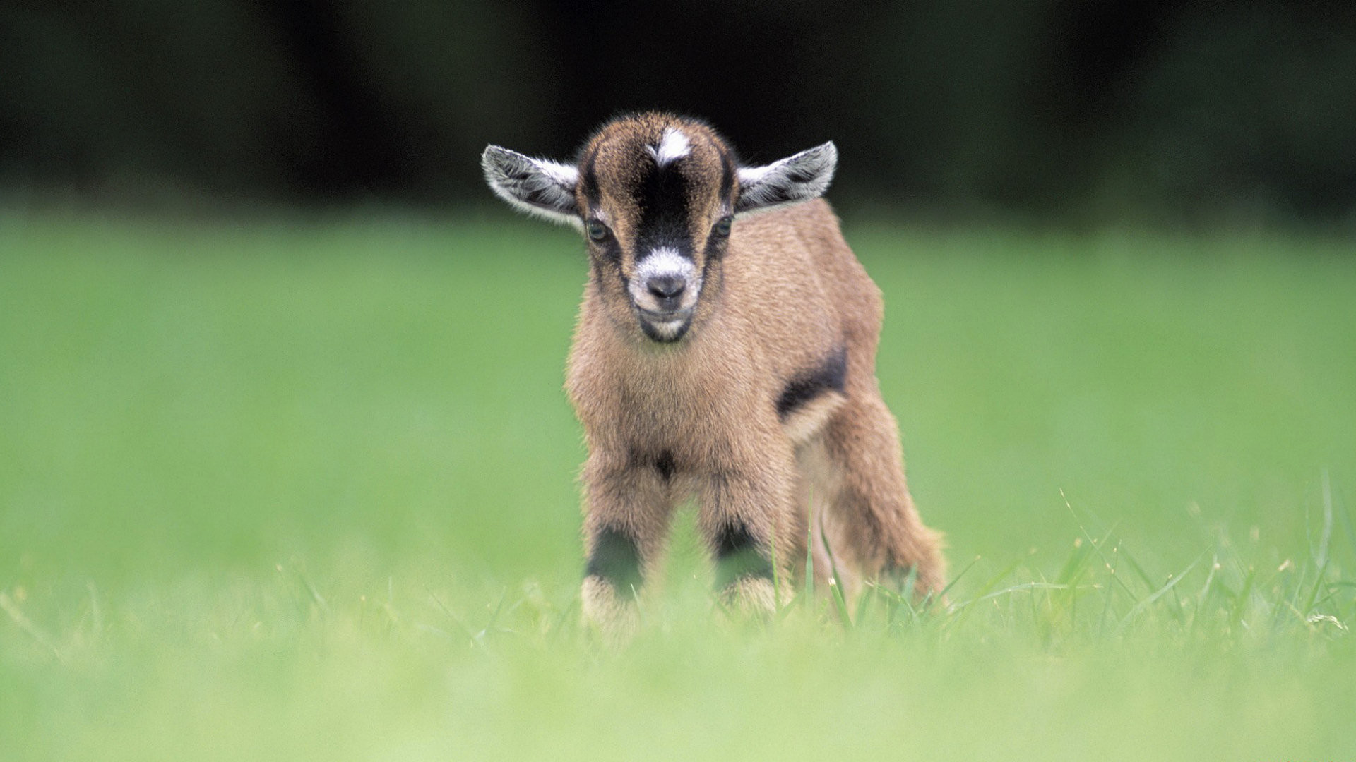 12871 Goat Wallpaper Images Stock Photos  Vectors  Shutterstock