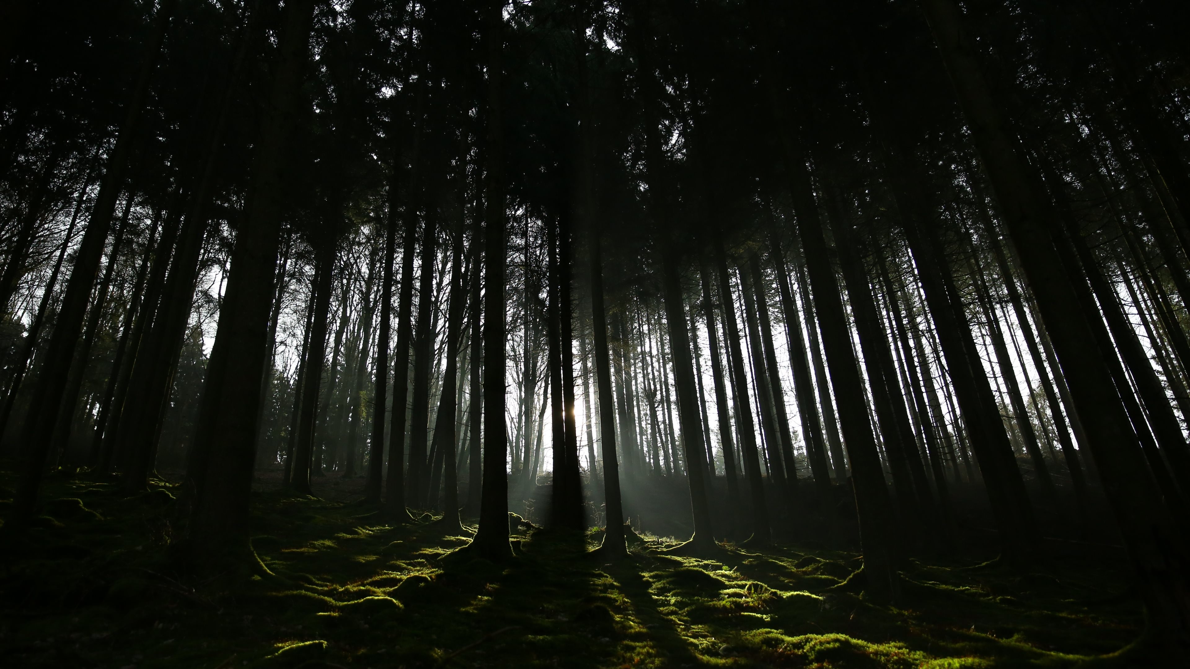 Dark Forest Wallpaper 74 Pictures