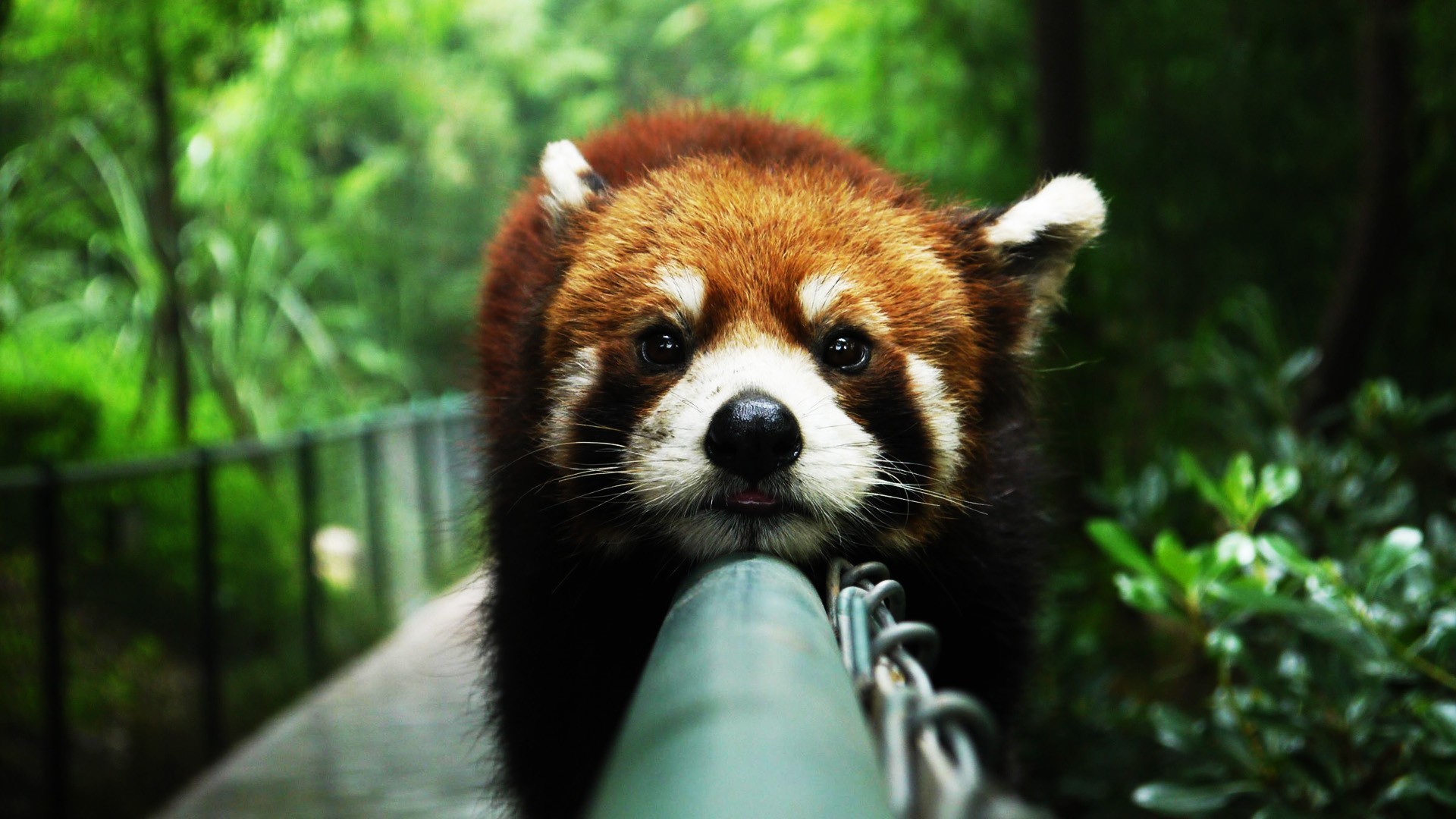 Red Panda, cute, animal, panda, red, HD wallpaper | Peakpx