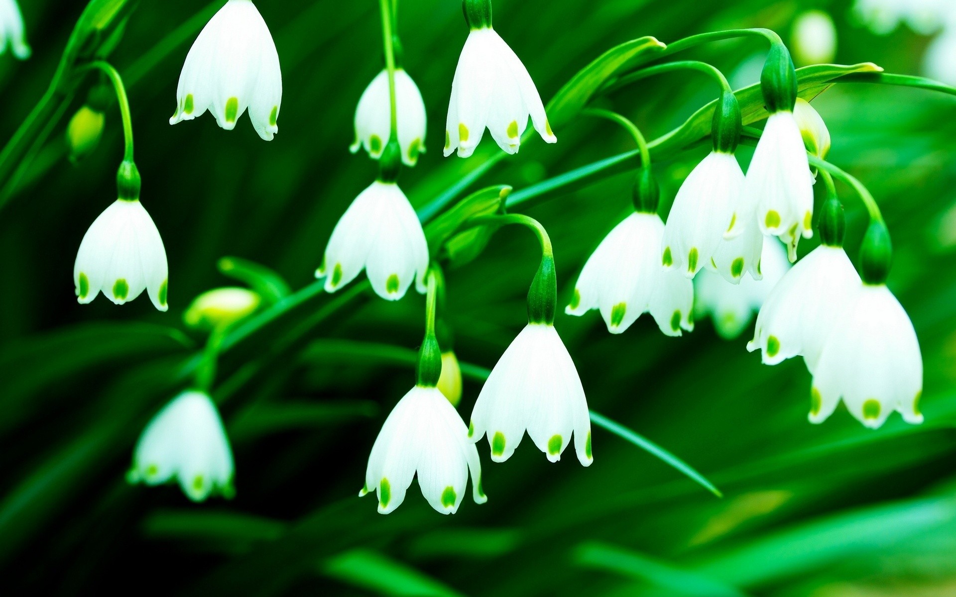 Lily Of The Valley Wallpaper 70 Pictures
