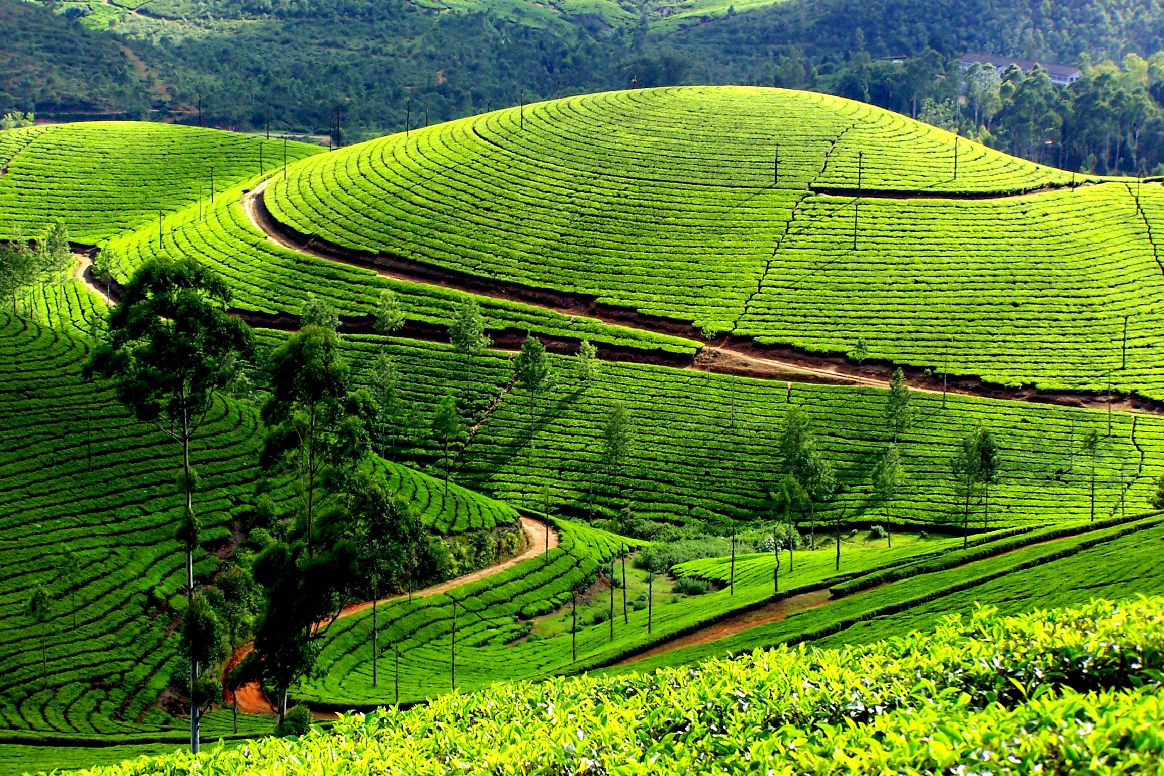 Kerala Nature Wallpaper  Download to your mobile from PHONEKY
