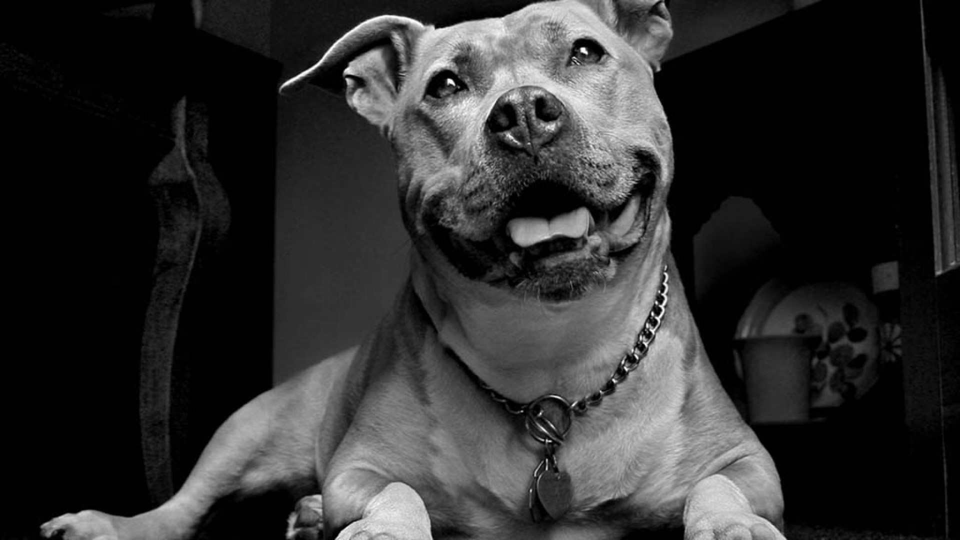 Pitbull Dog  Pet  Animal  Photography Wallpaper Download  MobCup