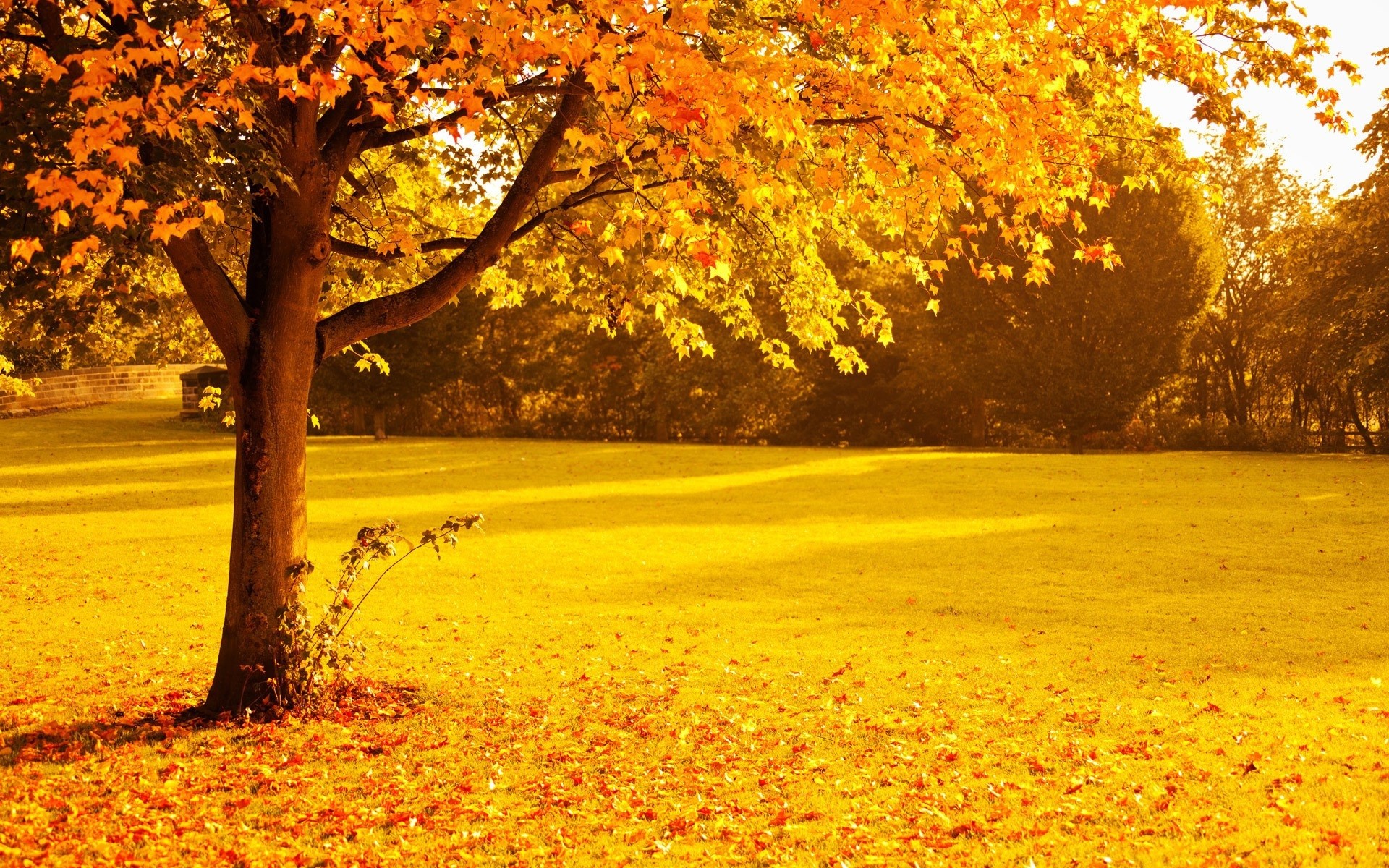 Autumn Tree Wallpaper (73+ pictures)