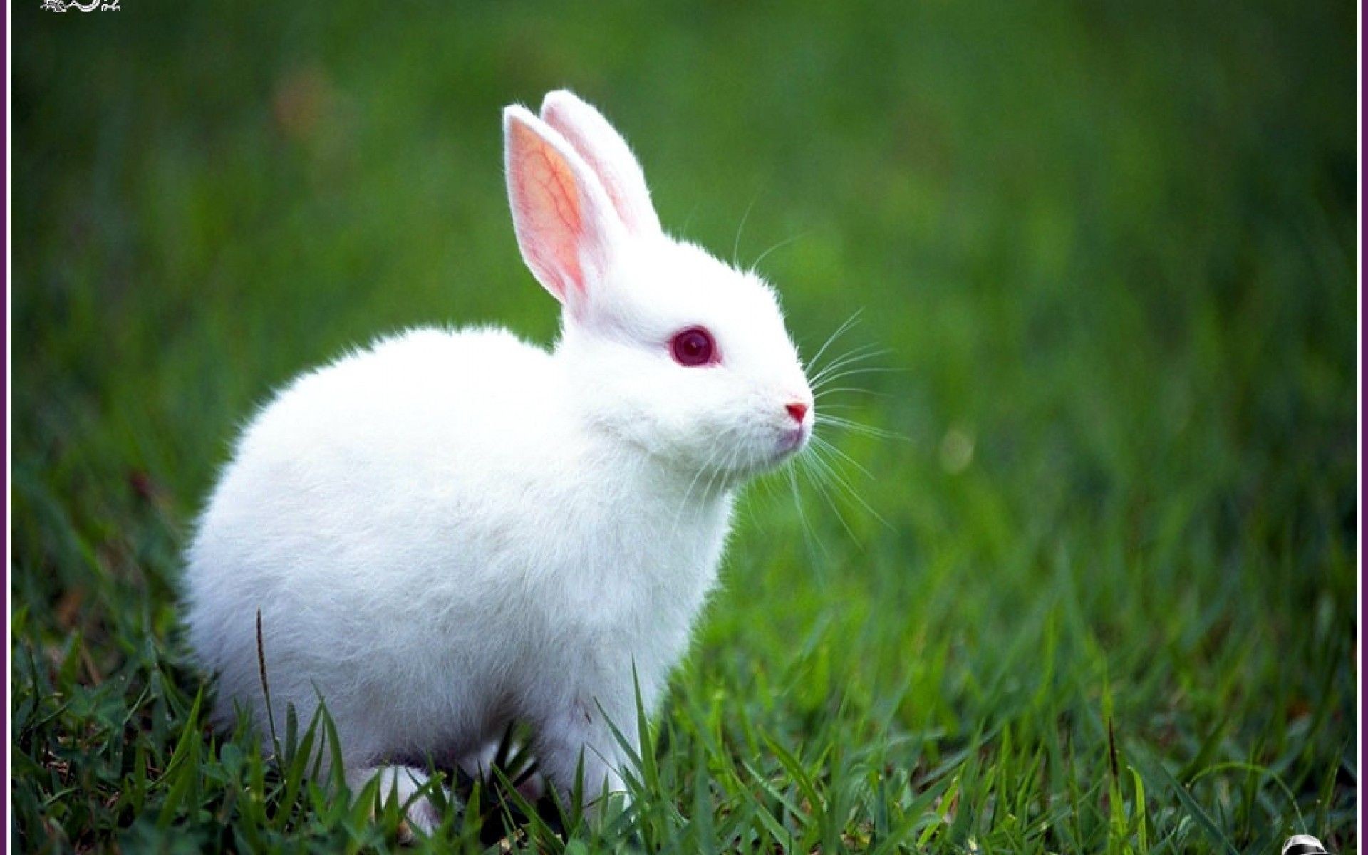 400+ Free White Rabbit & Rabbit Images - Pixabay