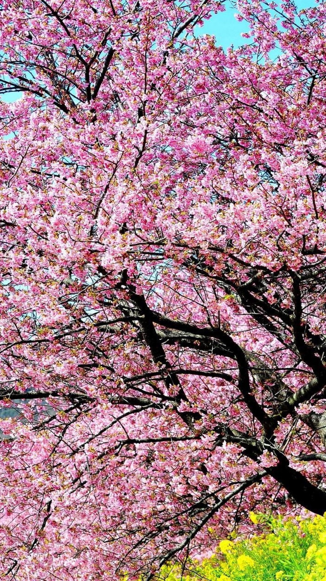 Cherry Blossom Backgrounds 61 Pictures