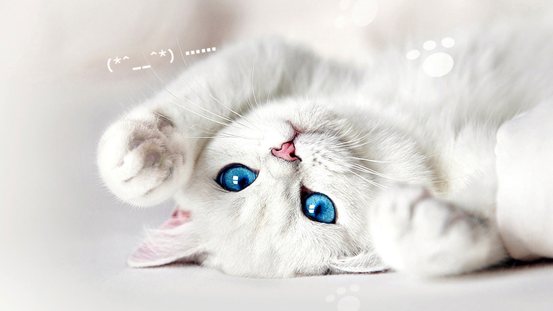 hd pics photos very cute white cat inverted hd quality desktop background wallpaper 1920x1080