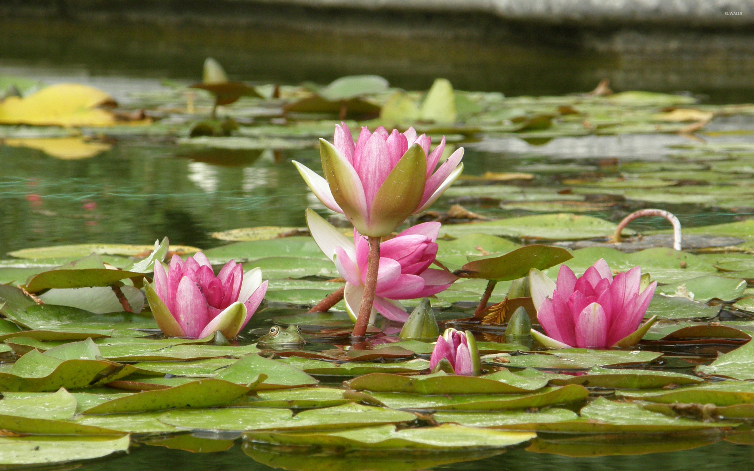 water-lilies-wallpaper-72-pictures