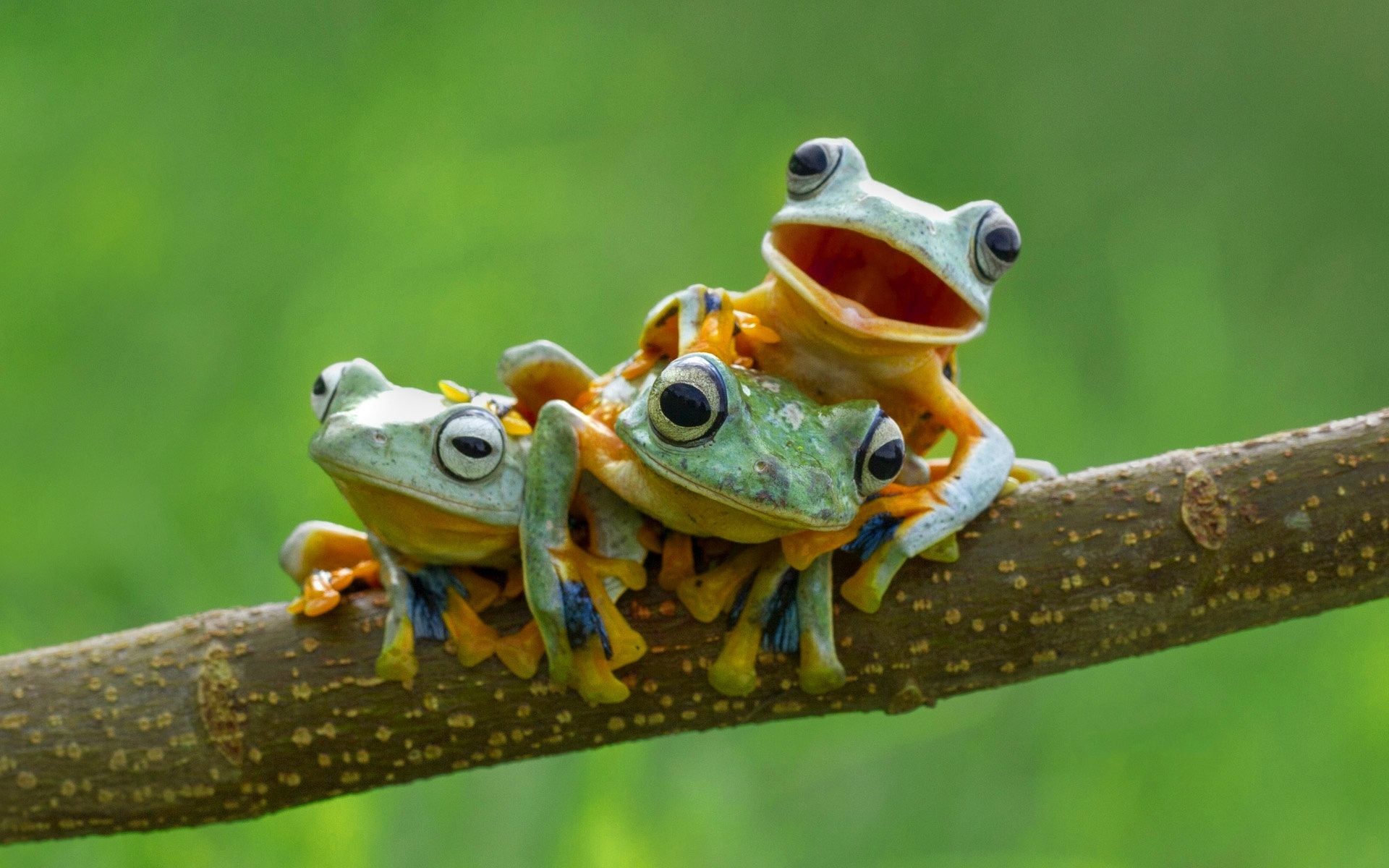 cute frog ipad wallpaper