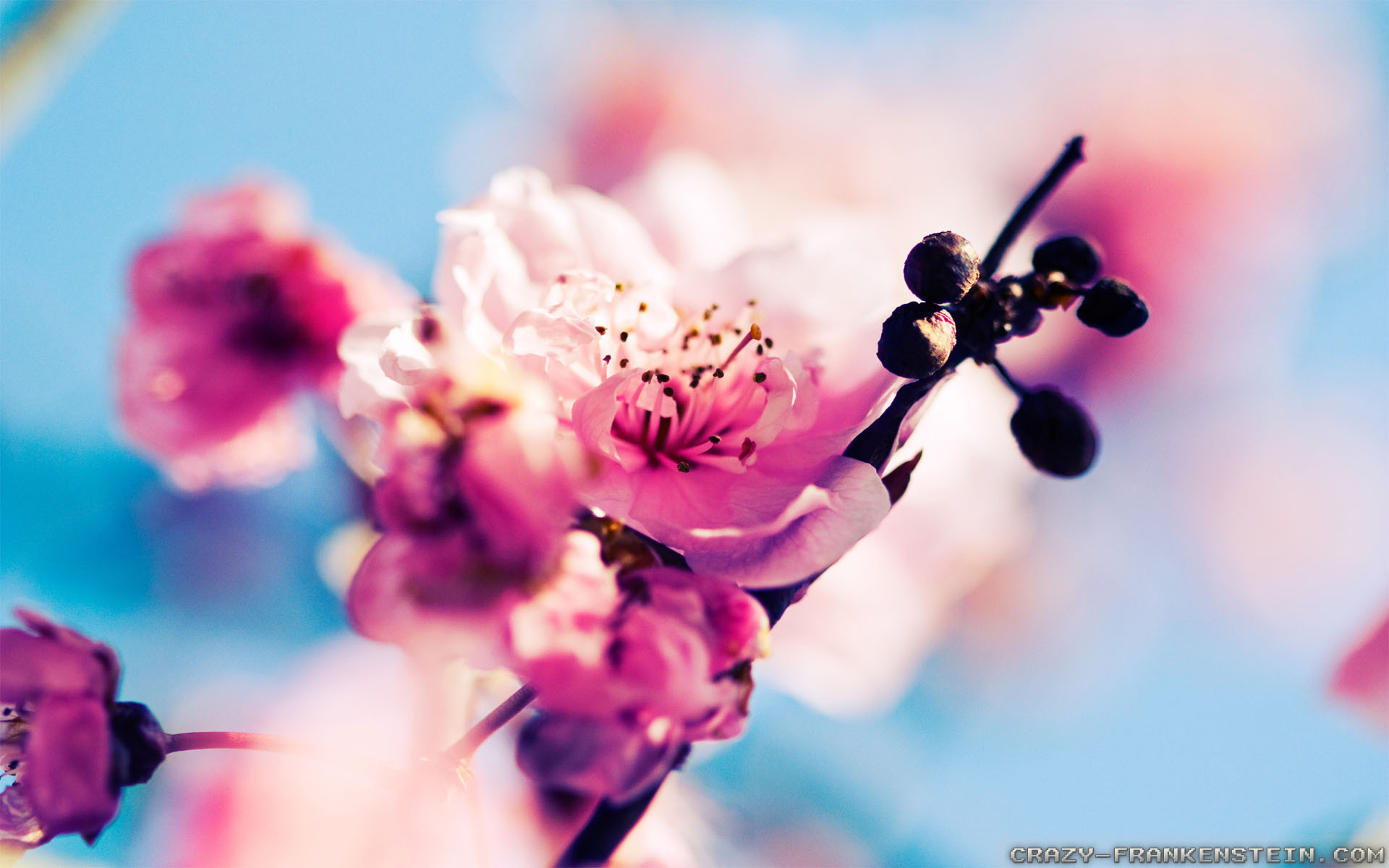 early spring flowers wallpaper