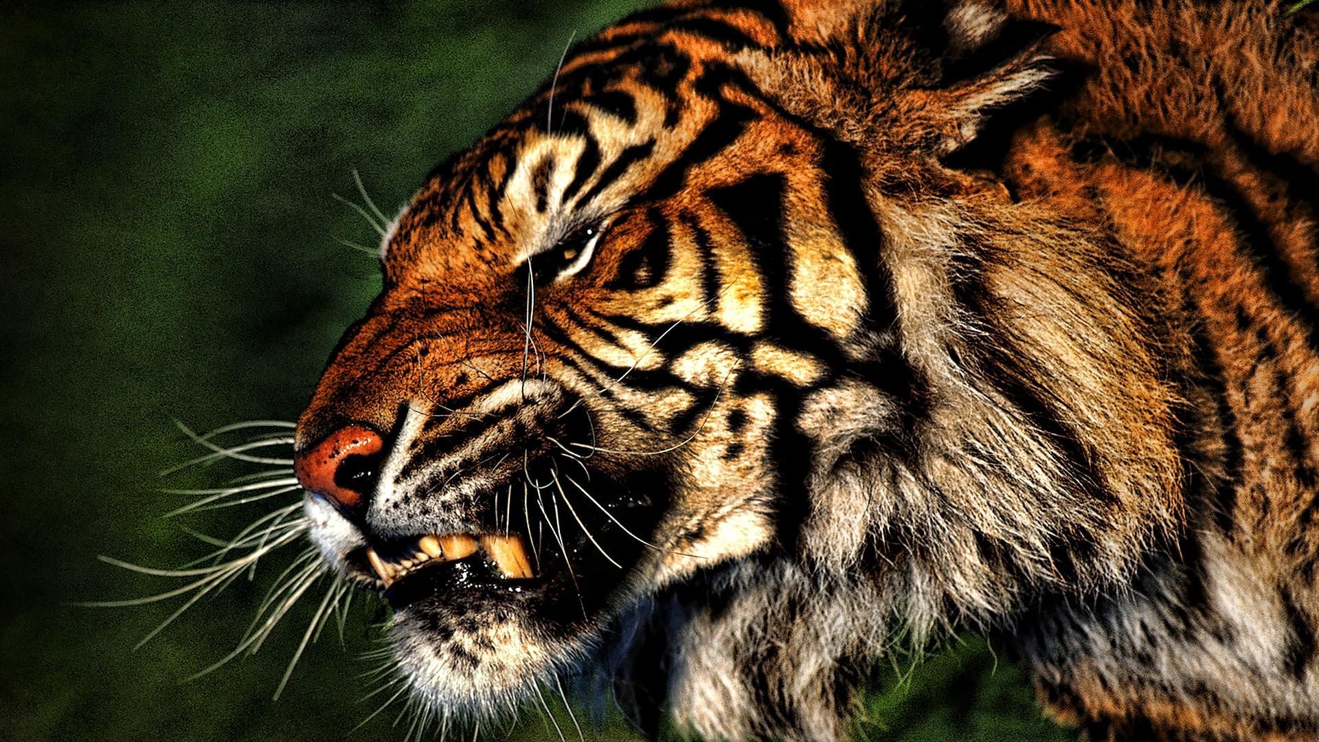 Wild Animals Wallpapers (65+ Pictures)