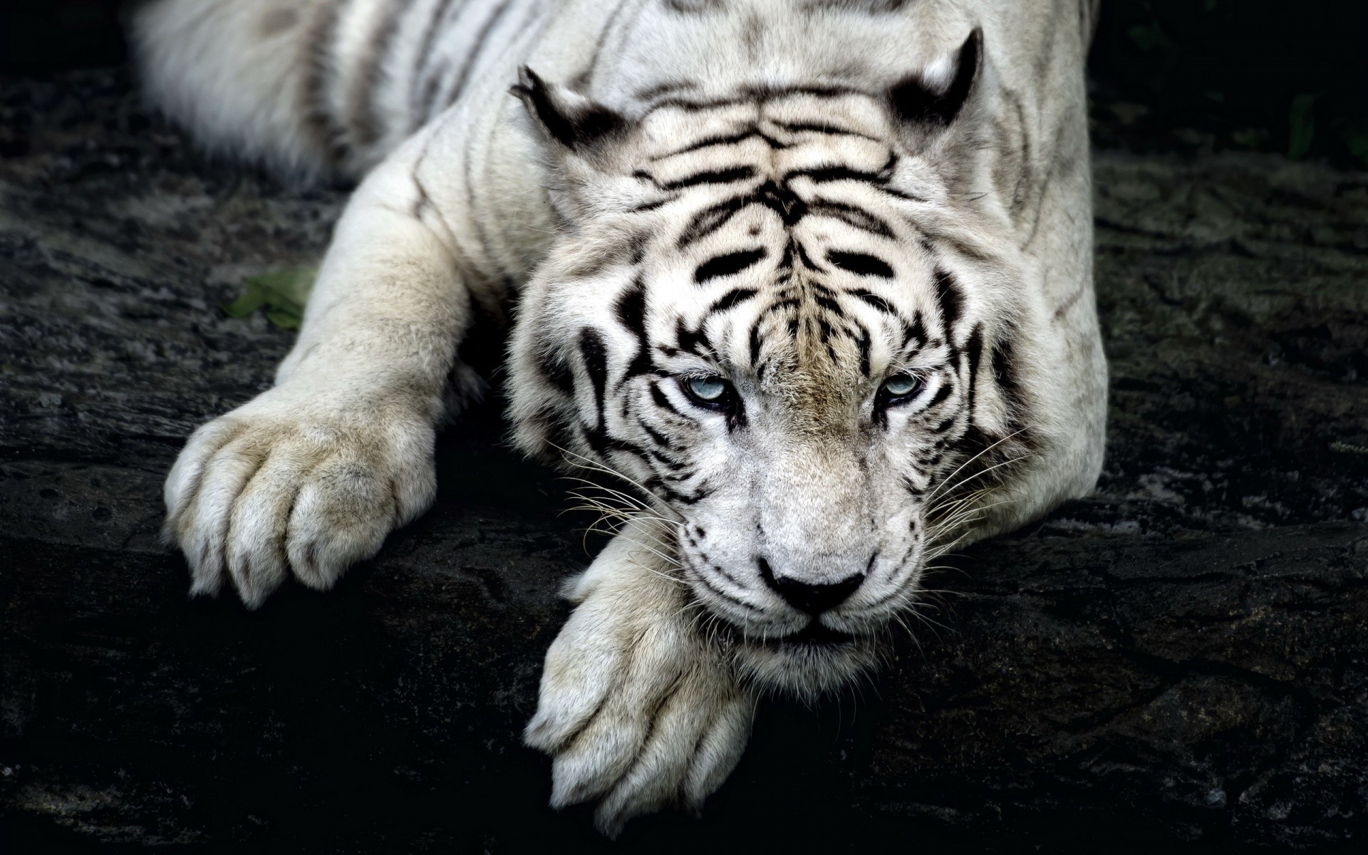 Black and white tiger HD phone wallpaper  Peakpx
