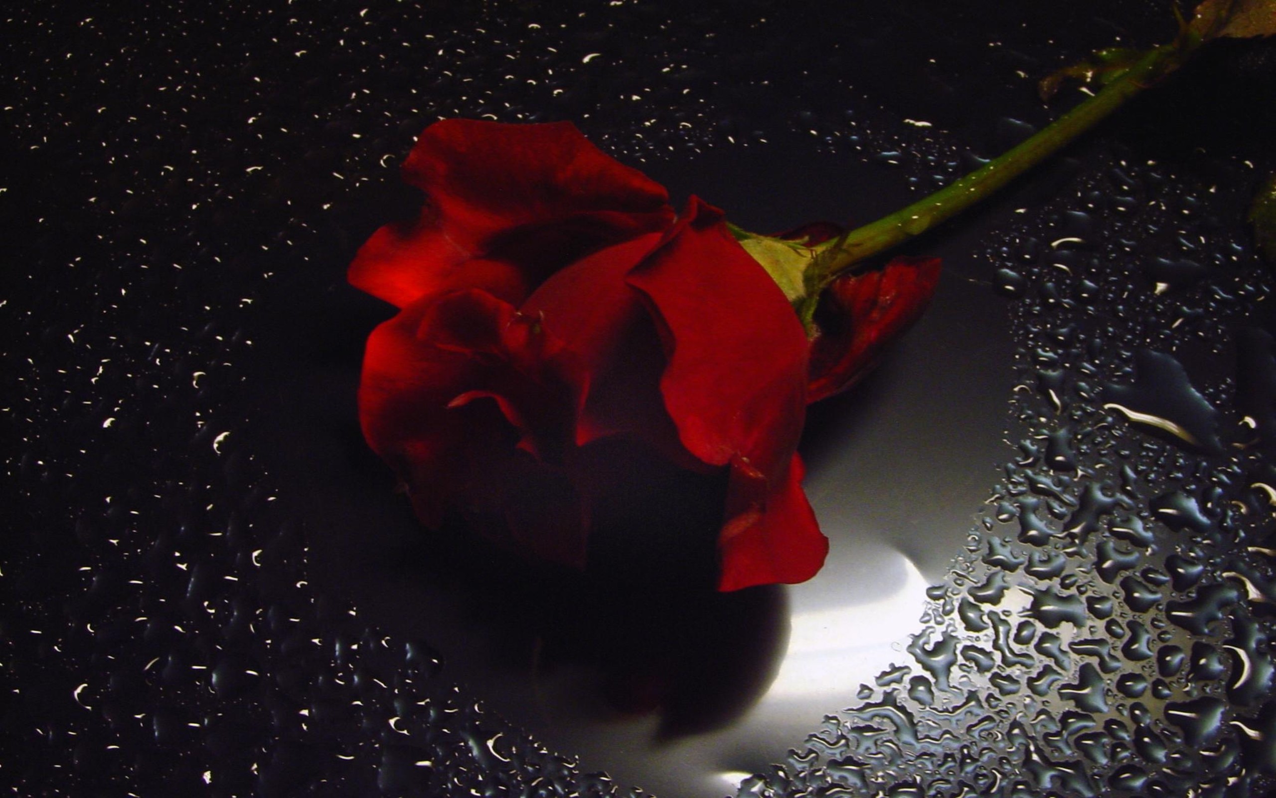 Страдающий цветок. Лепестки роз на черном. Лепестки красных роз.