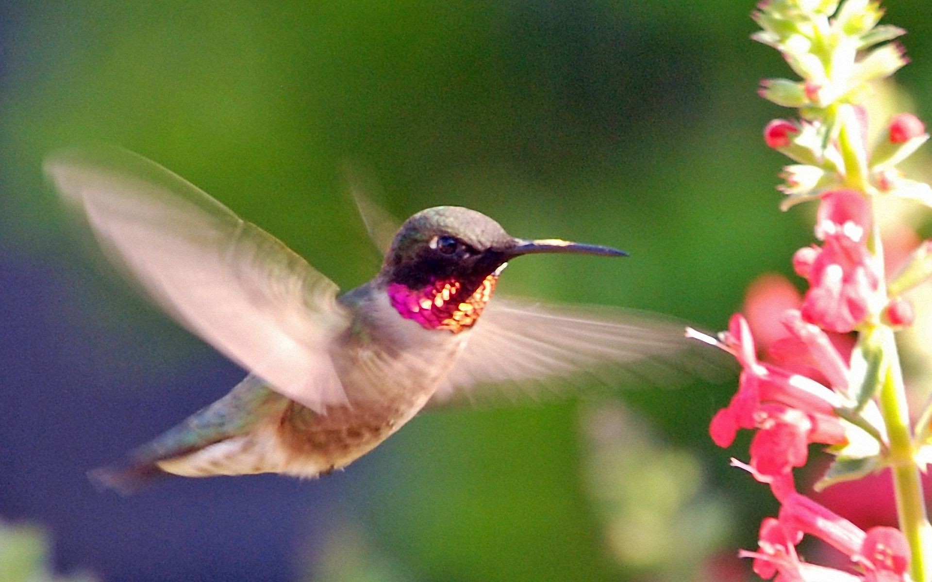desktop hd hummingbird wallpaper 1920x1200