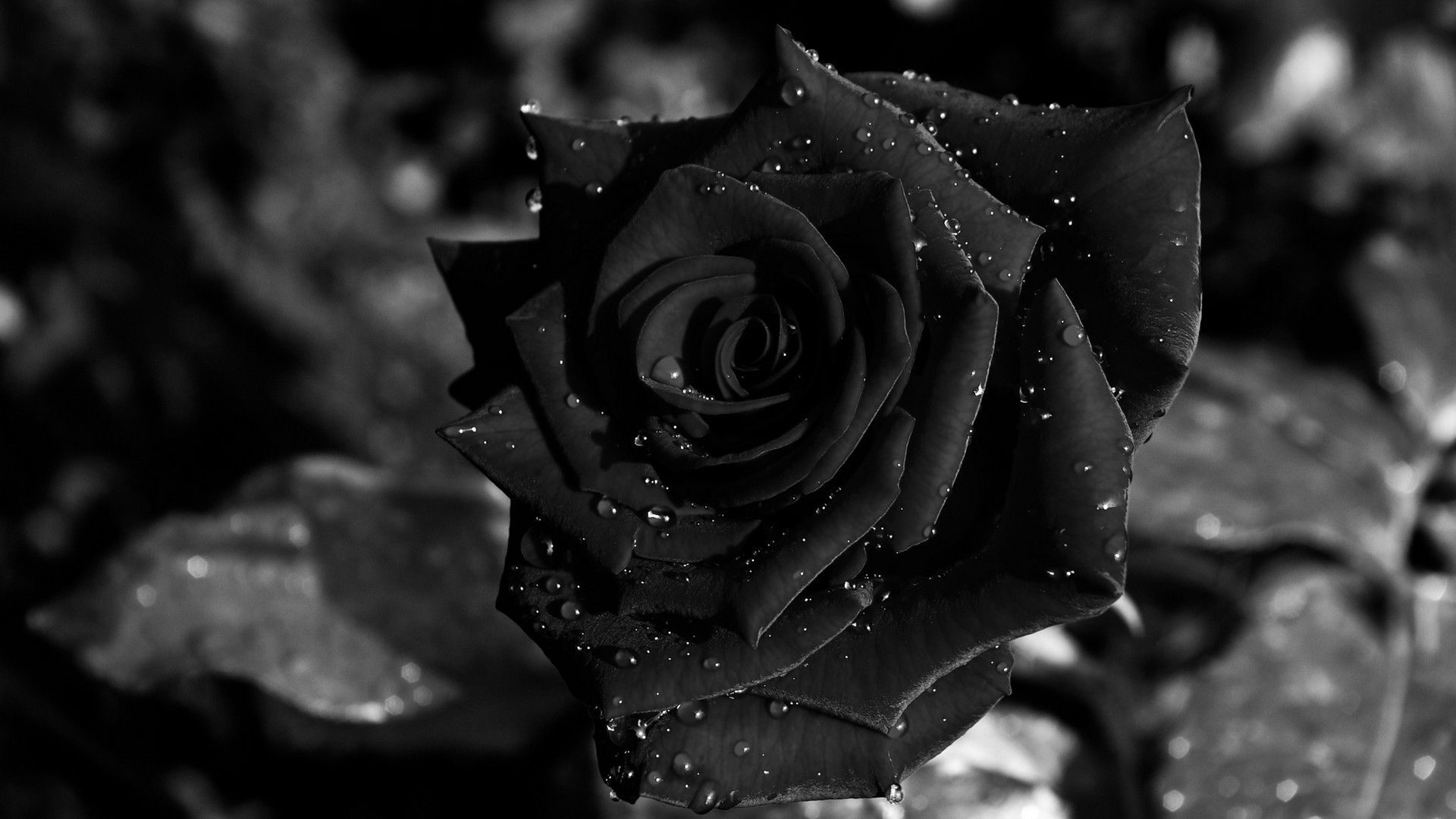 Black Rose Backgrounds 50 Pictures