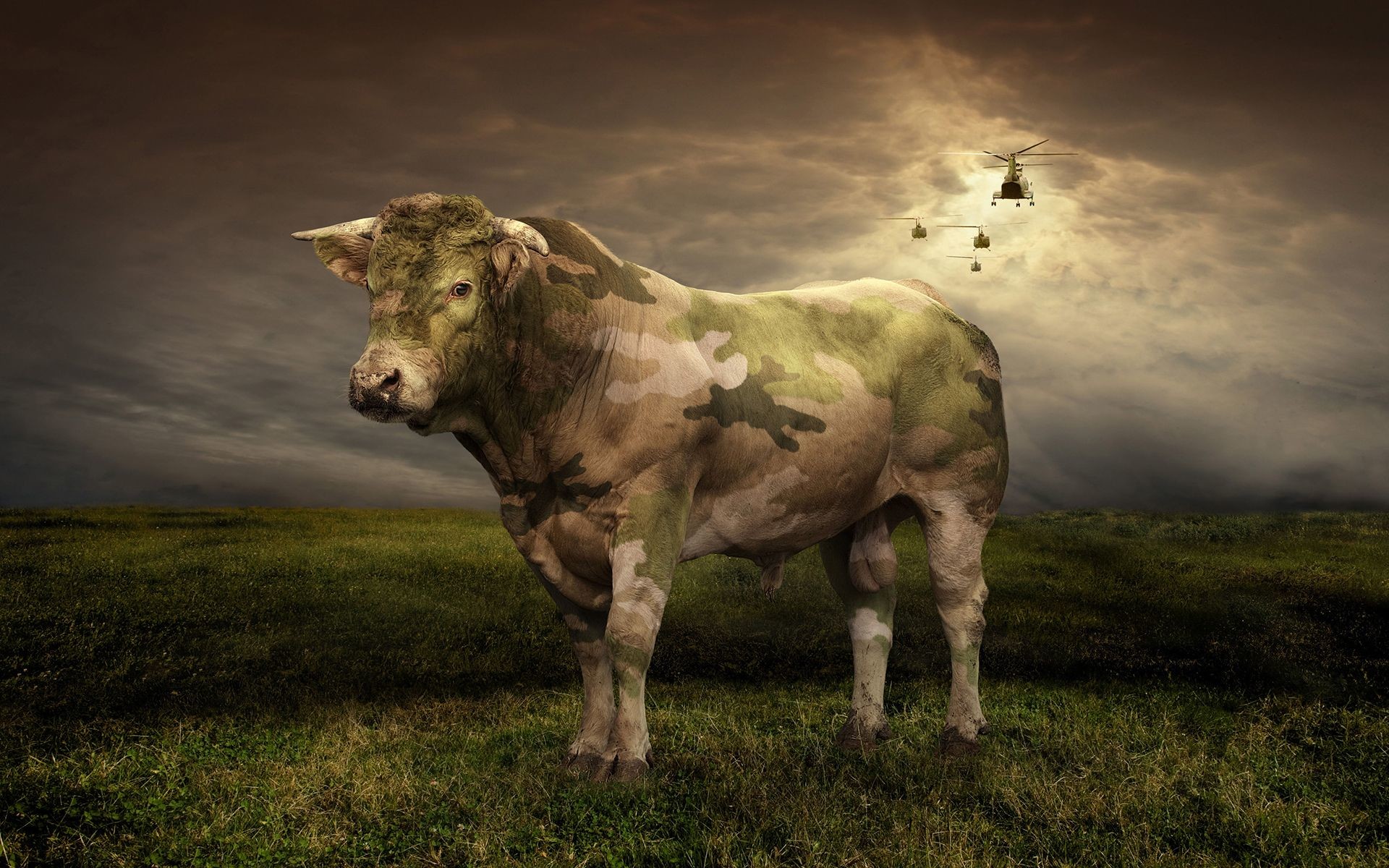 Funny Cow Wallpaper (62+ pictures) WallpaperSet