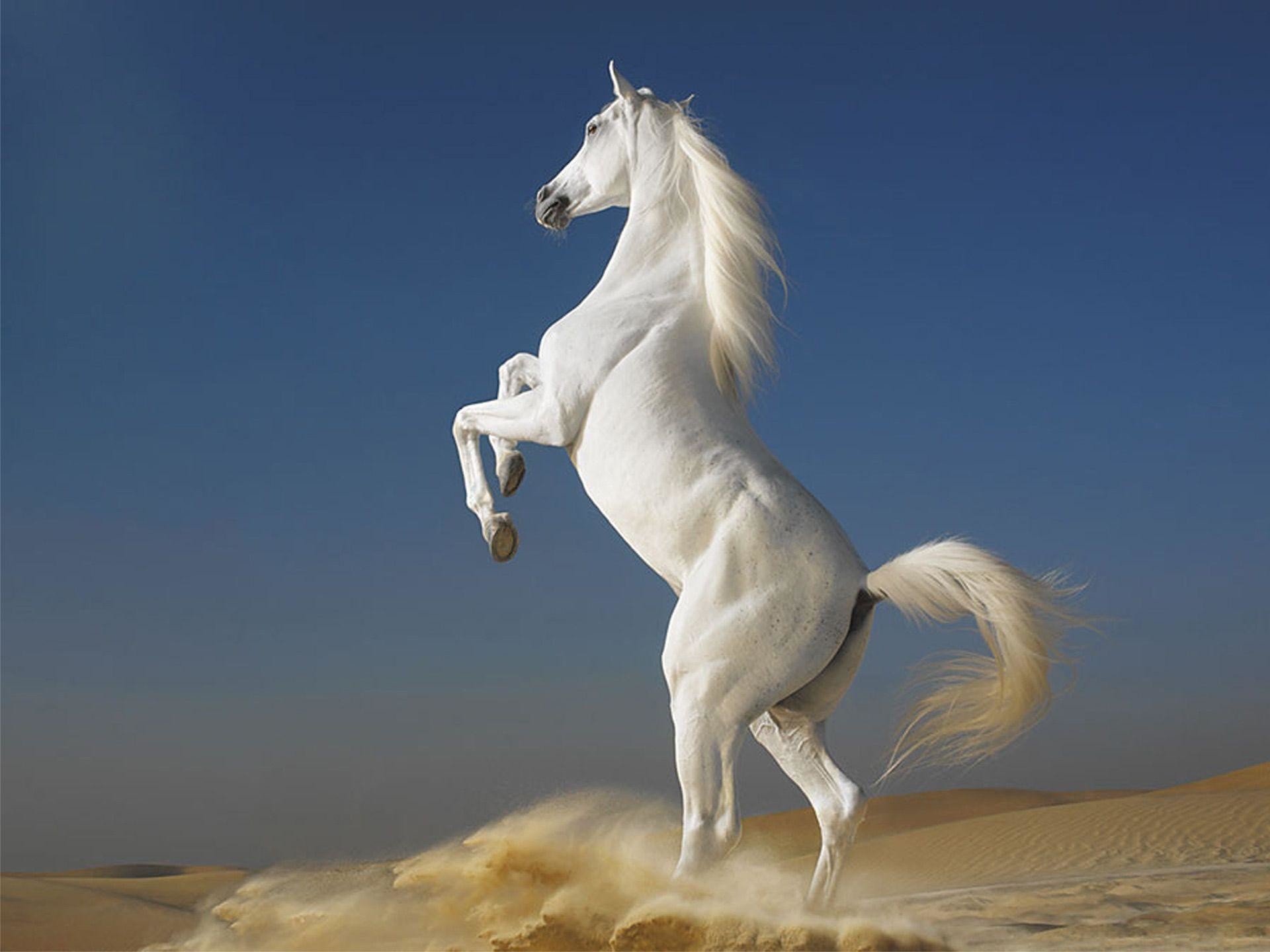 Horse Wallpaper Images (69+ pictures)