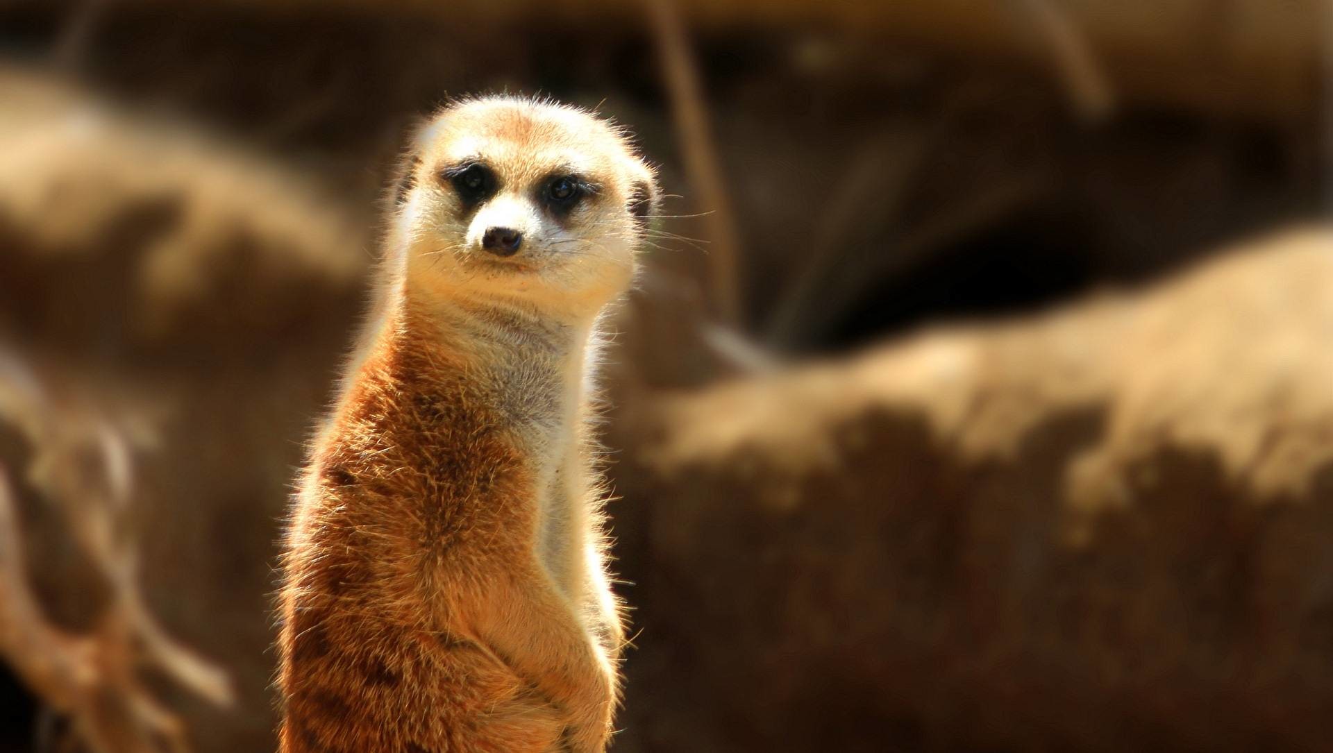 Meerkat Wallpaper 67 Pictures