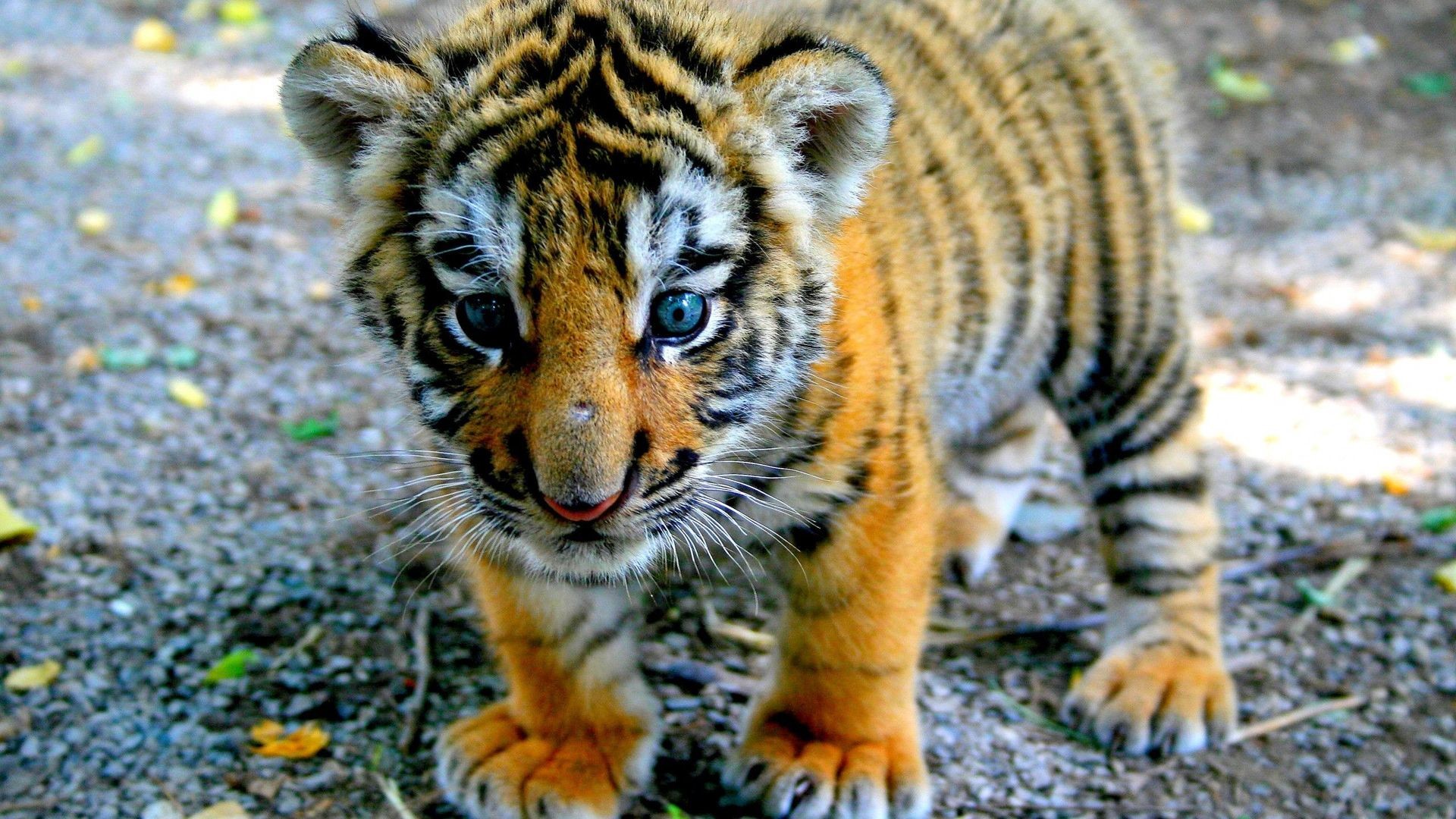 Cute Tiger Wallpaper.