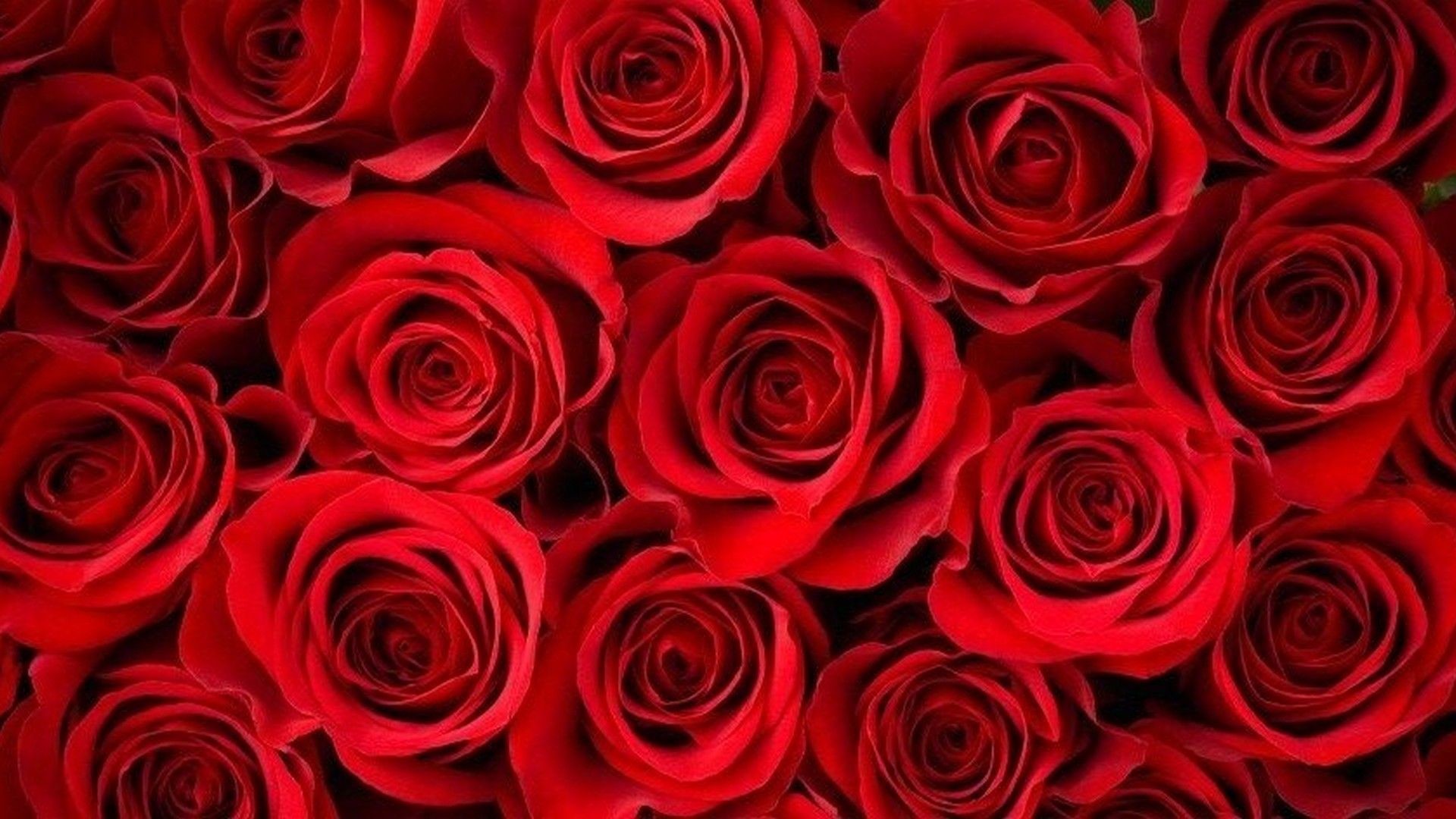 Red Rose Wallpaper (68+ pictures)