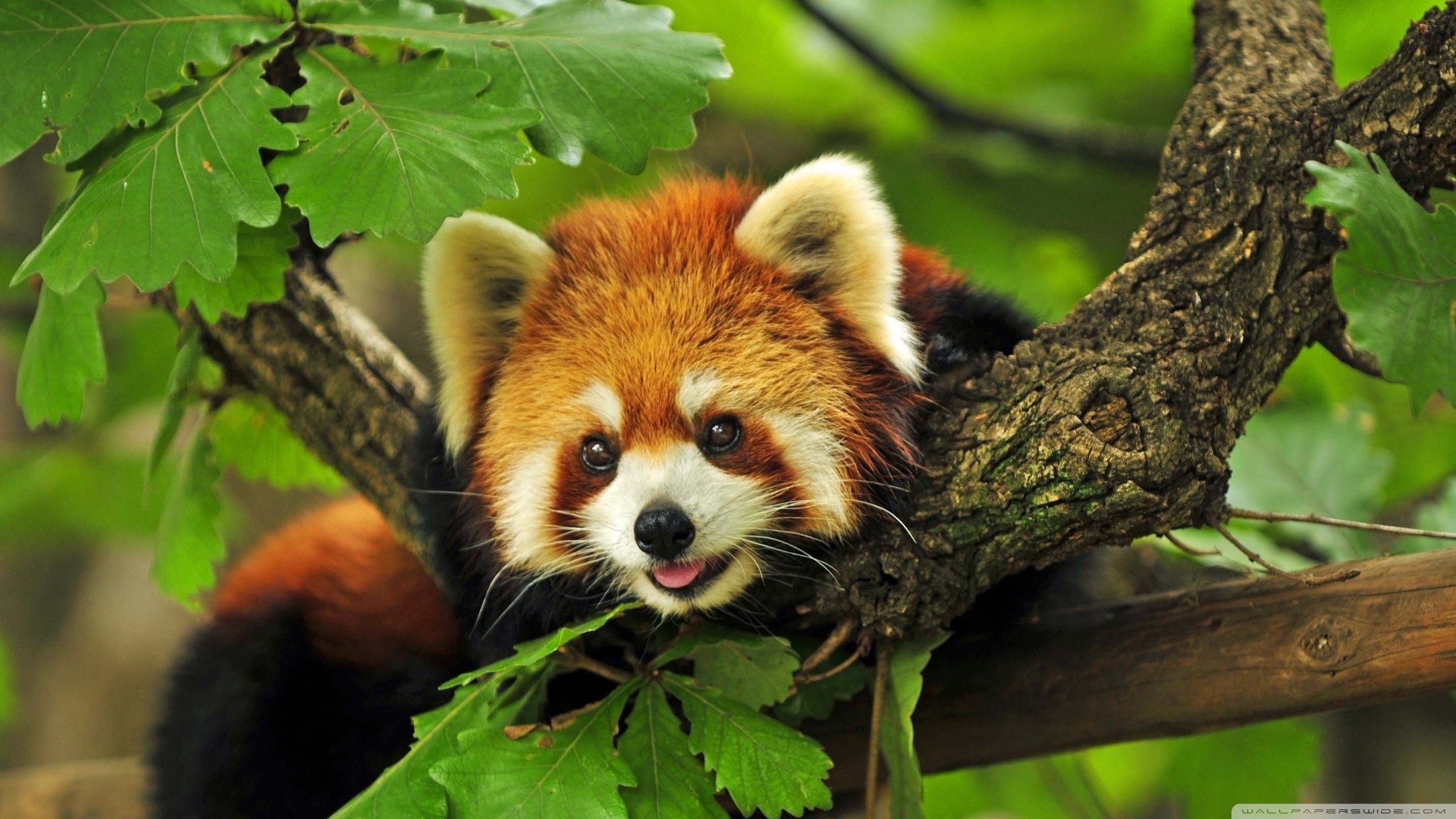 250+ Red Panda HD Wallpapers and Backgrounds