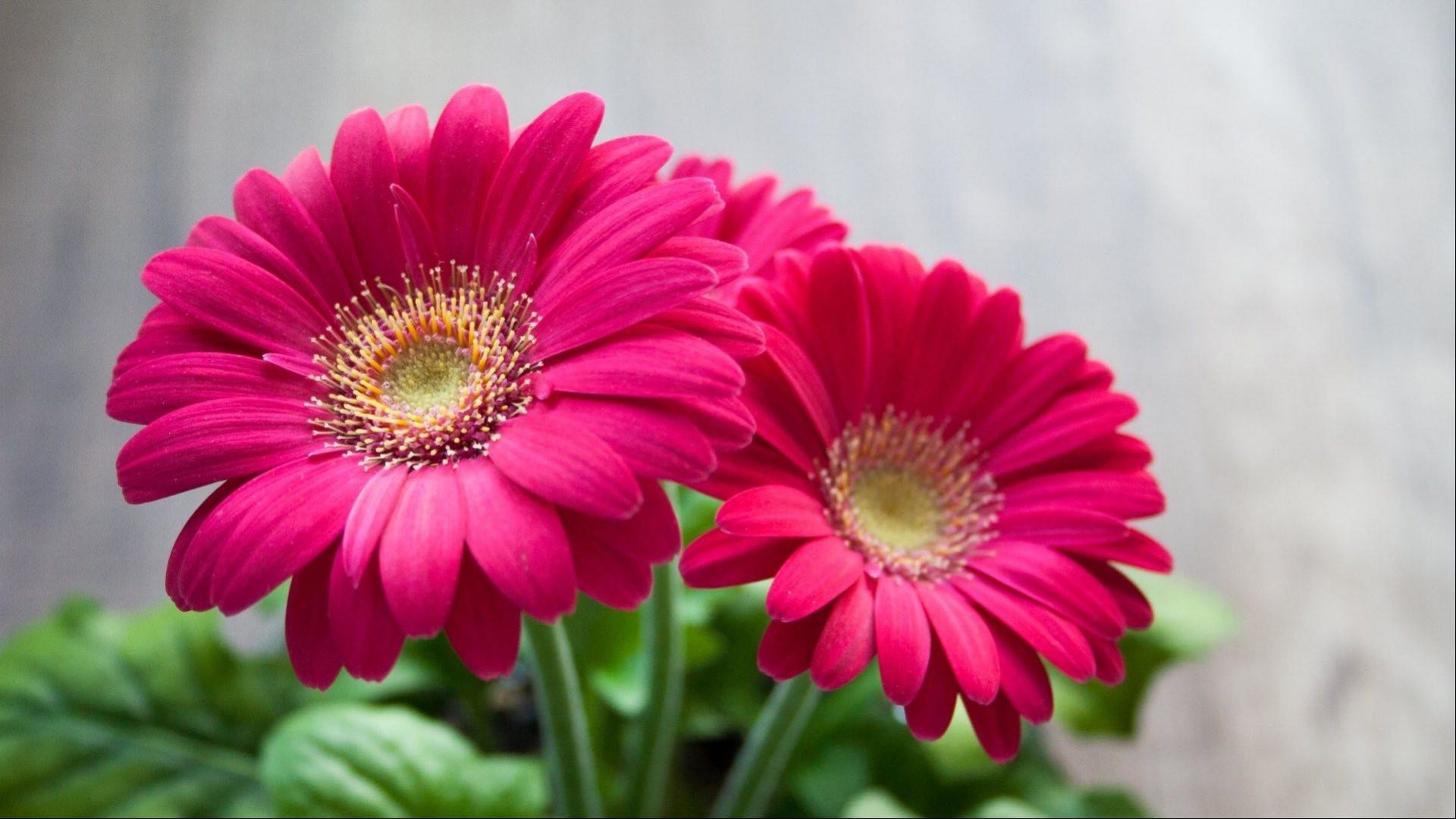 Pink Daisy Wallpaper (56+ pictures)